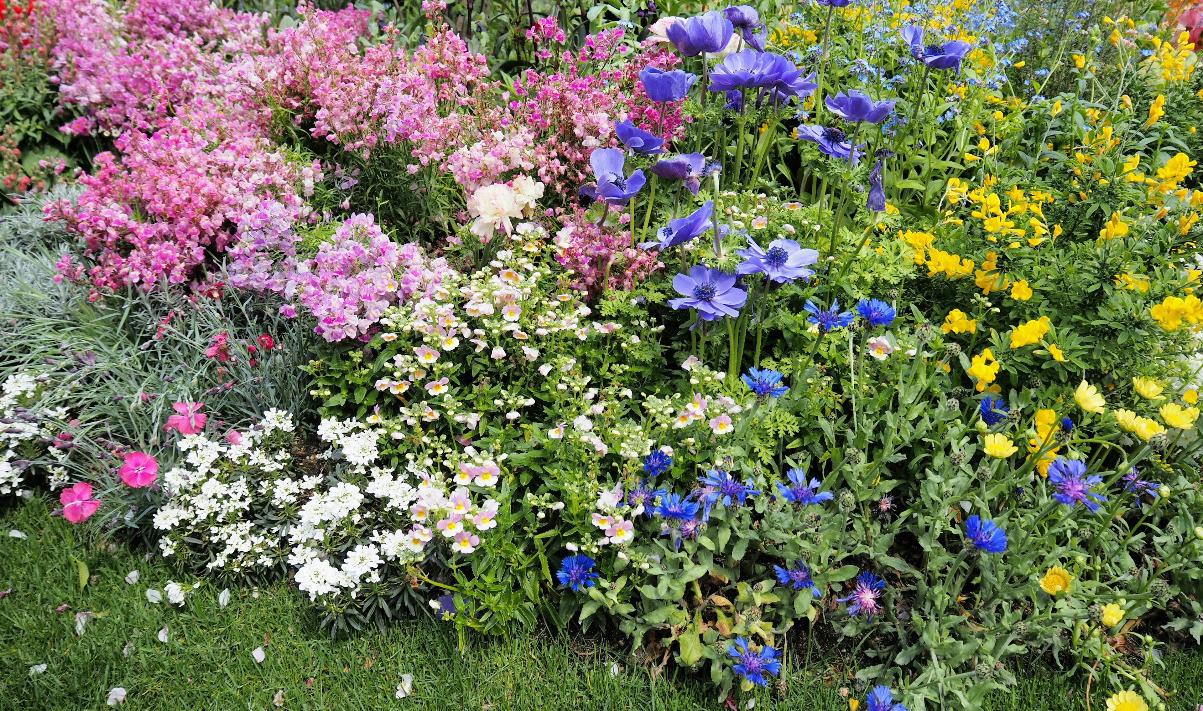 Lebendiger Blumengarten mit einer Vielzahl bunter Blüten