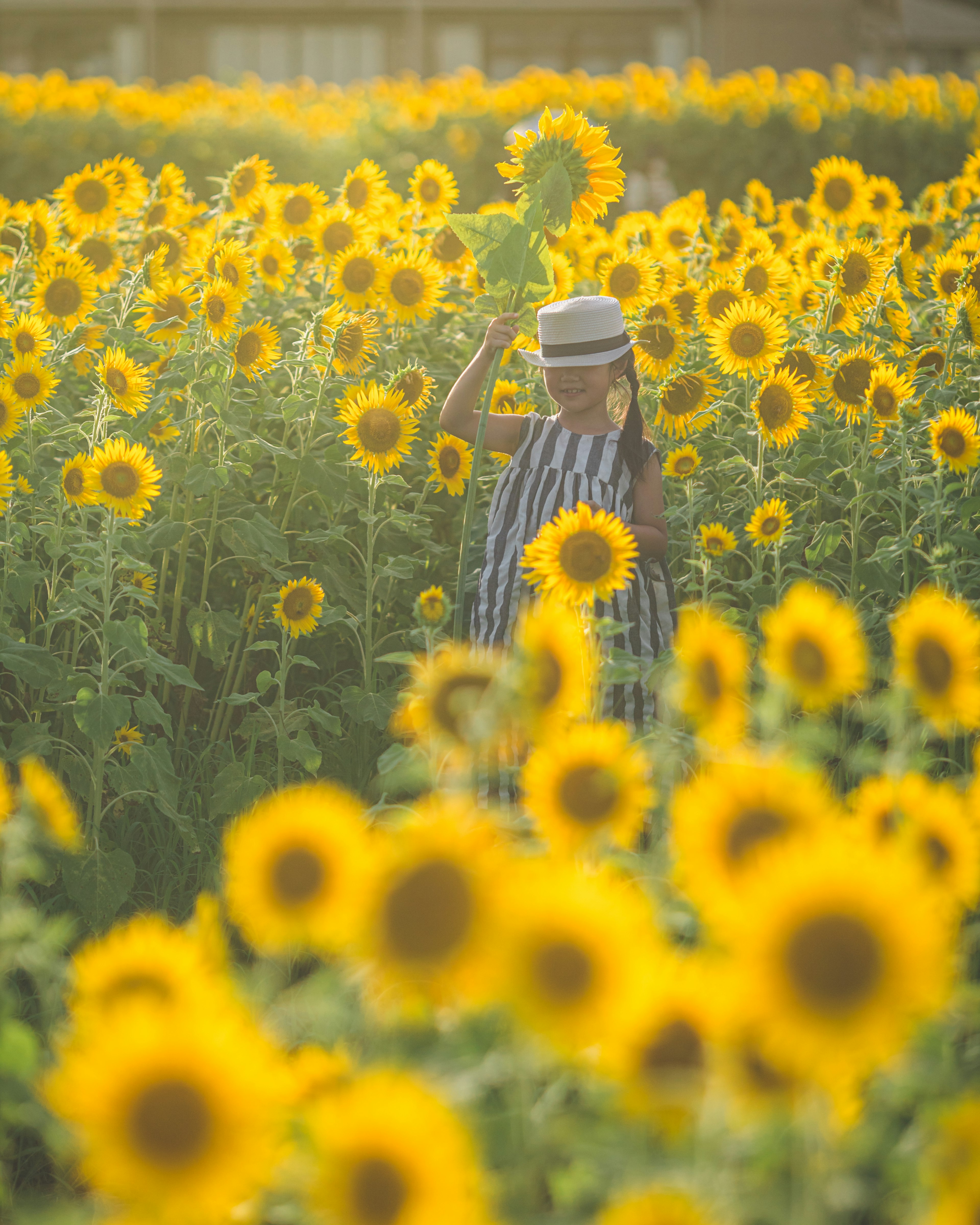 ひまわり畑で帽子をかぶった女性が花を持っている