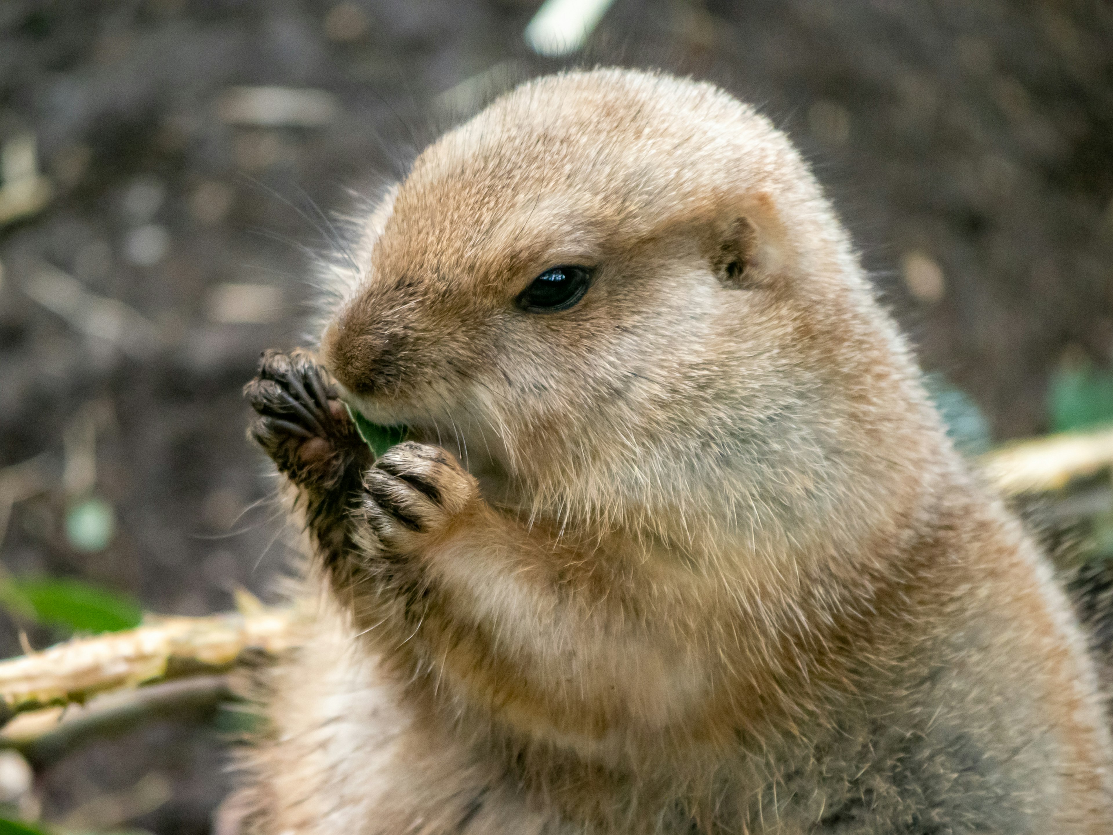 Primo piano di un marmotta che mangia erba