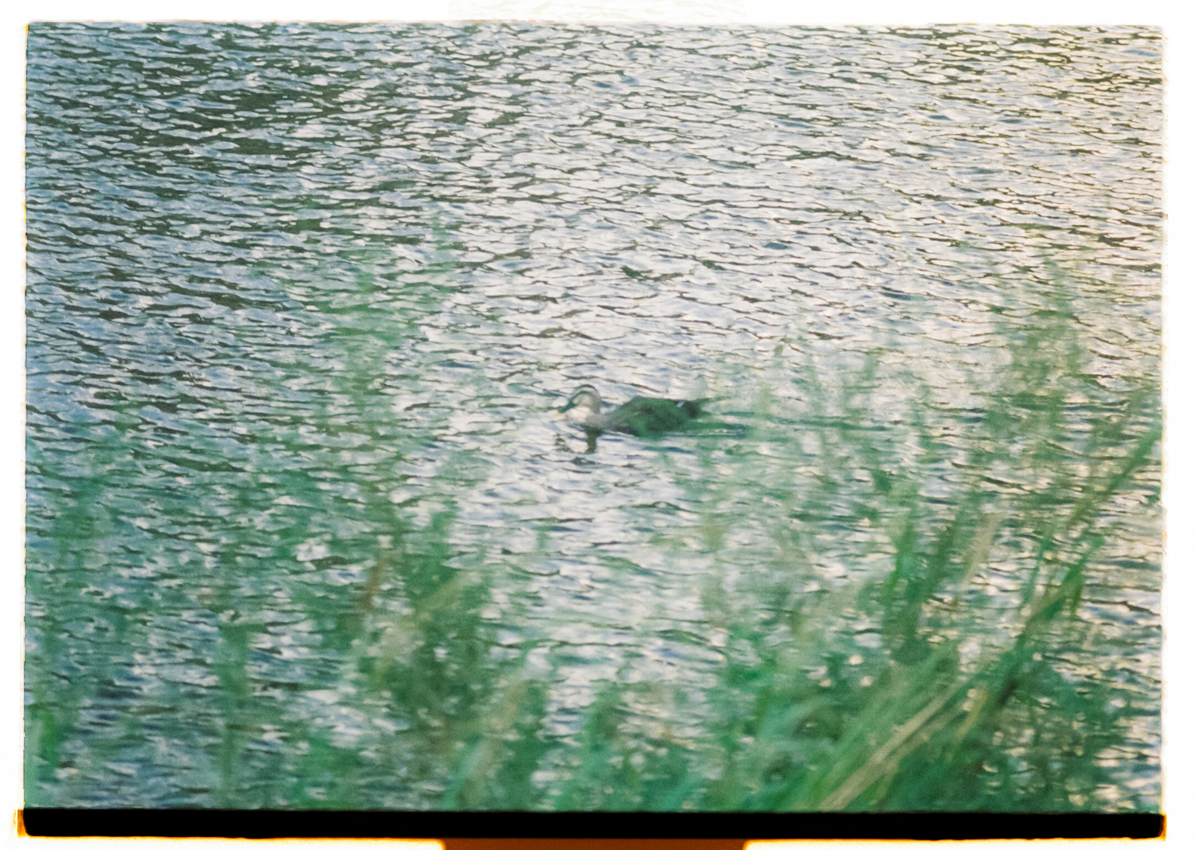 Pájaro flotando en la superficie del agua con plantas verdes alrededor