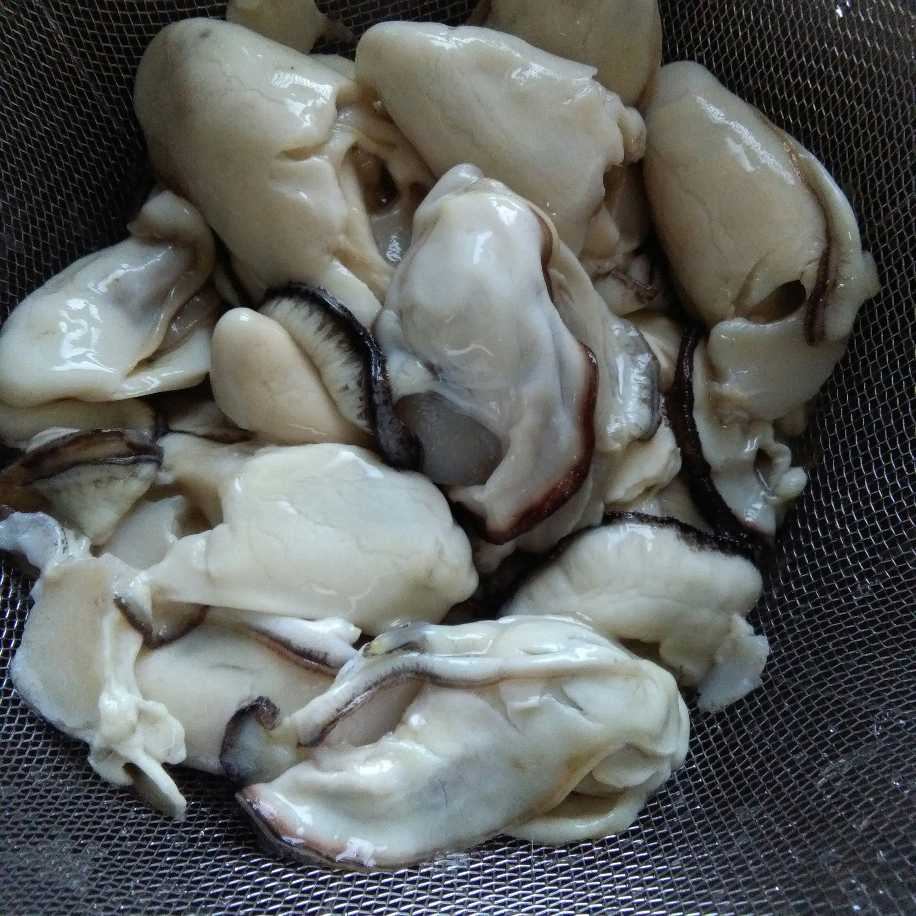 Fresh oysters in a mesh bowl