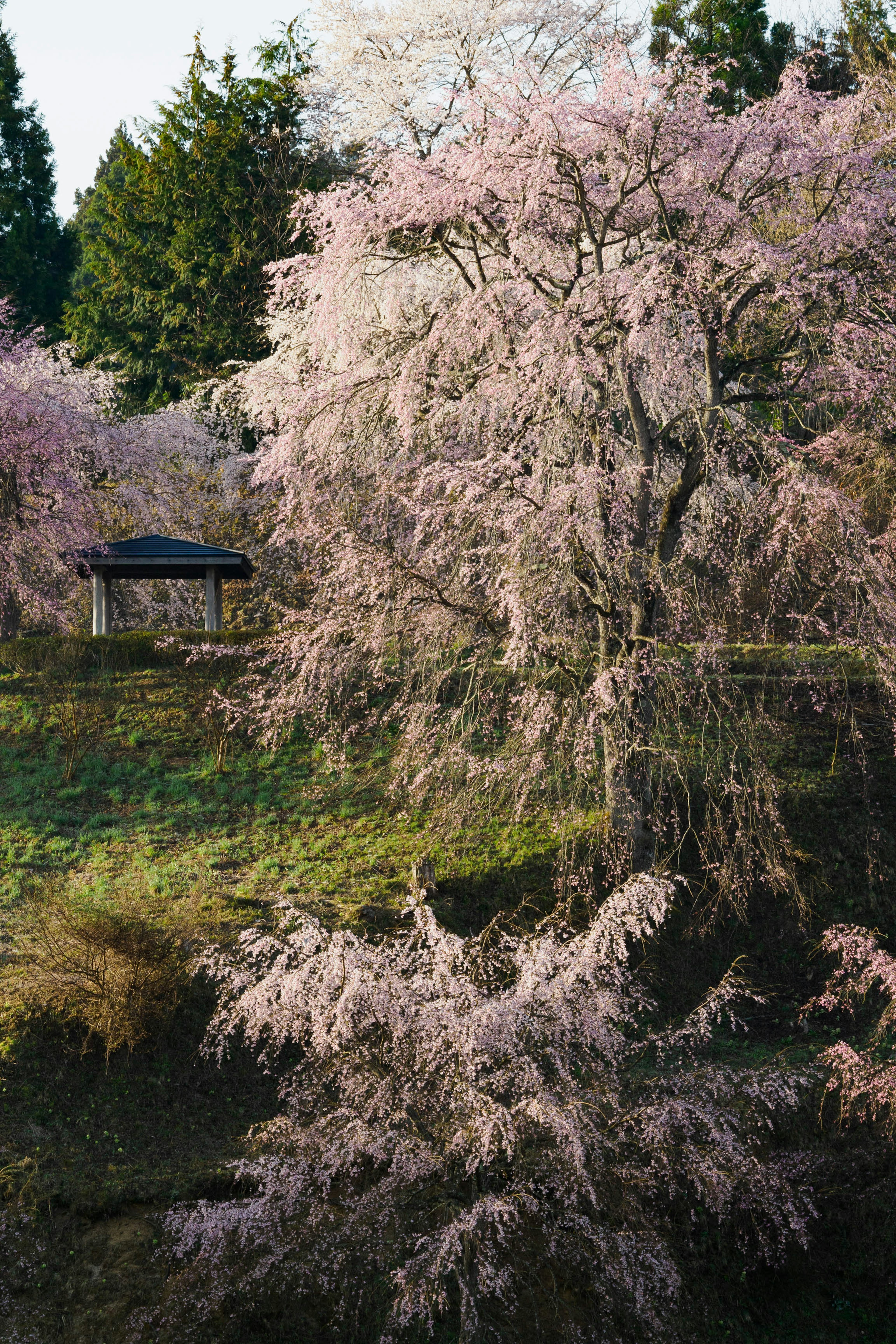 Beautiful cherry blossom tree with delicate pink flowers in a serene landscape