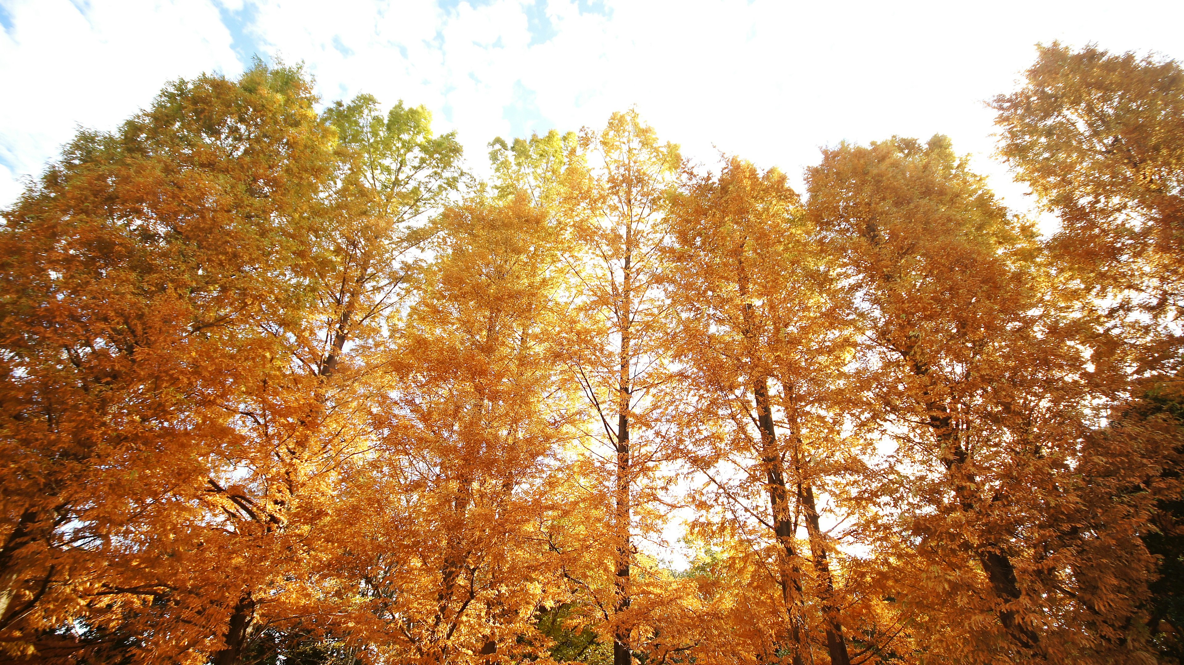 Blick von unten auf hohe Bäume mit orangefarbenen Herbstblättern