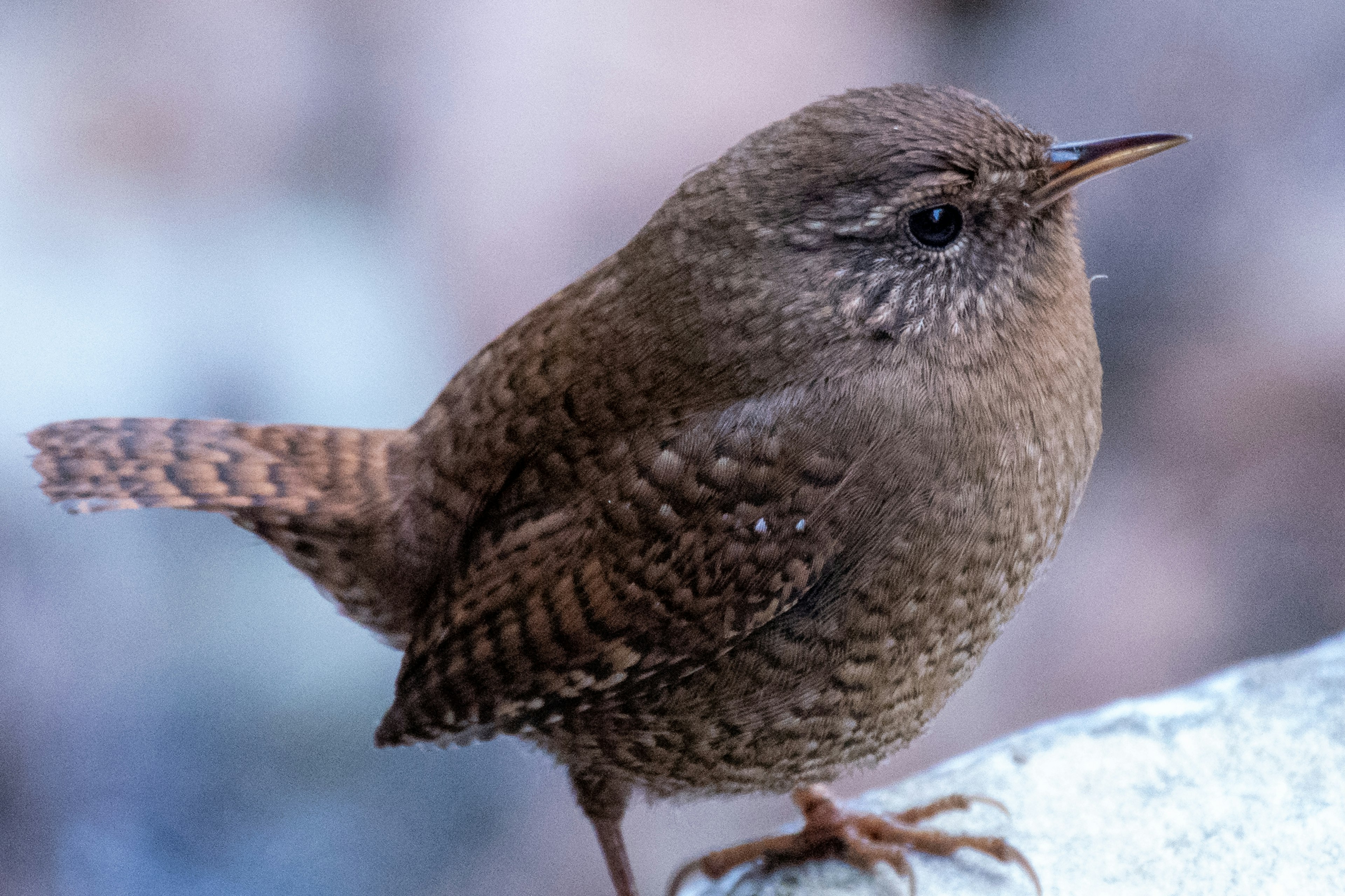 Ein kleiner brauner Vogel sitzt auf einem Stein