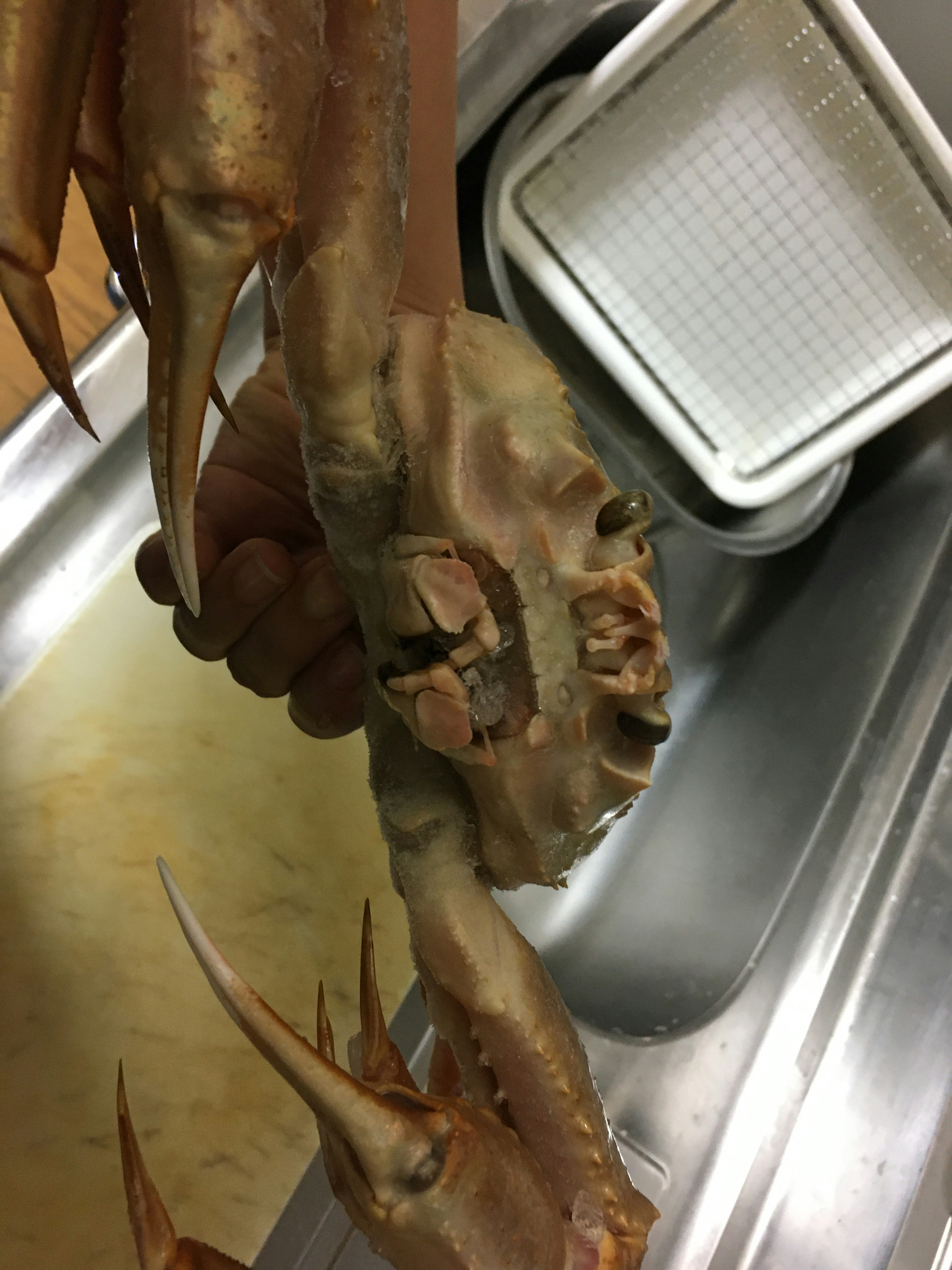 A large crab being held above a sink