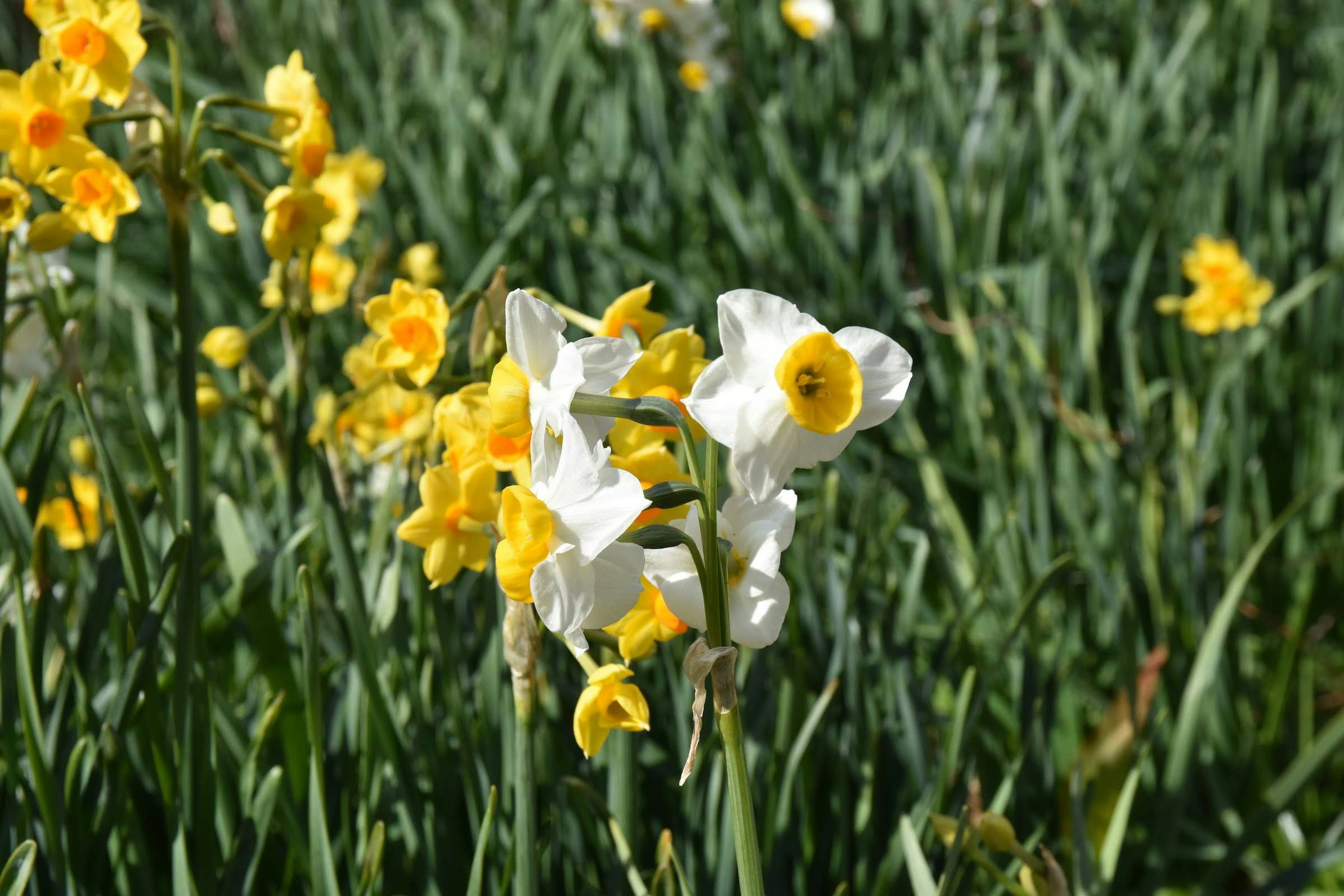 A field of yellow and white daffodils blooming amidst green grass