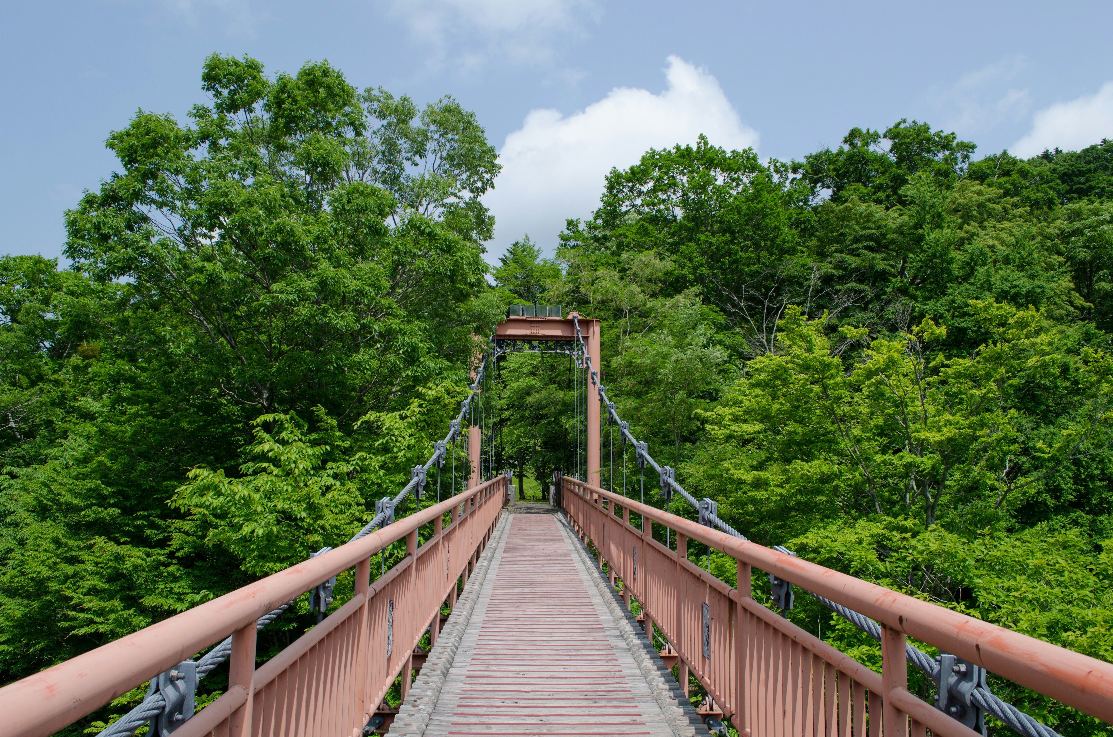 Hängebrücke in einem üppigen grünen Wald