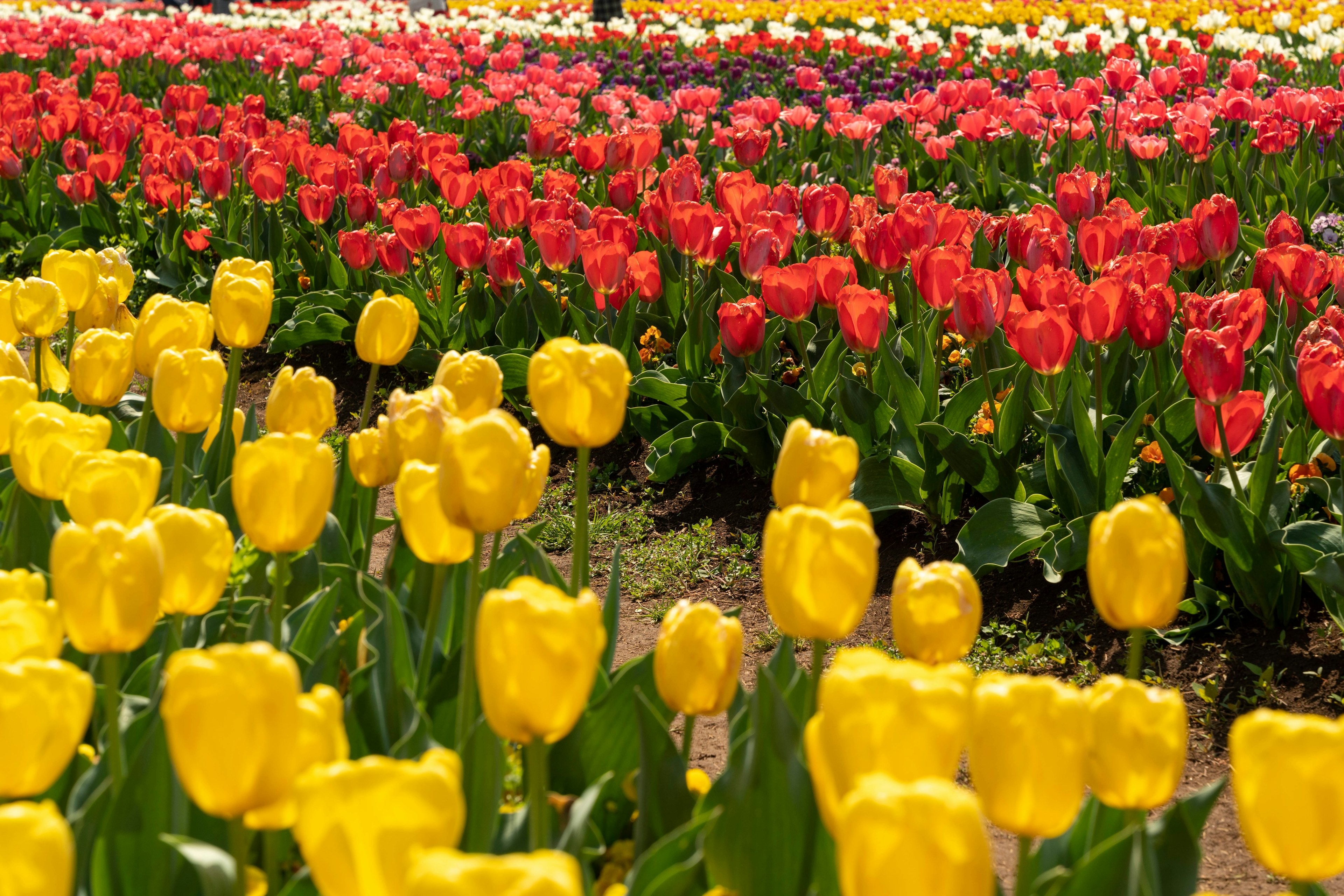 ทุ่งดอกทิวลิปที่มีสีสันสดใส ดอกไม้สีเหลือง แดง และชมพู