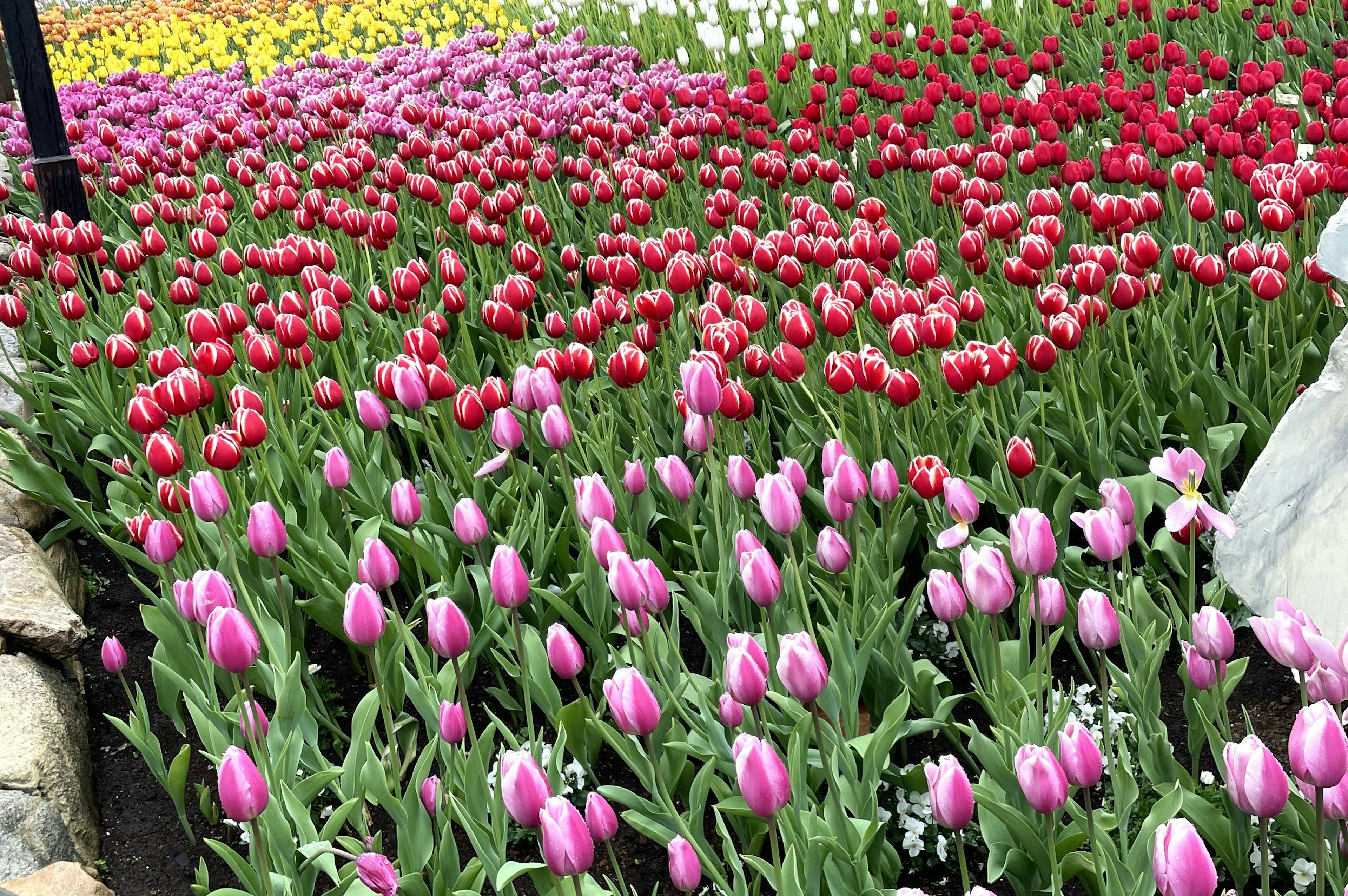 Tulip berwarna-warni mekar di taman bunga yang cerah