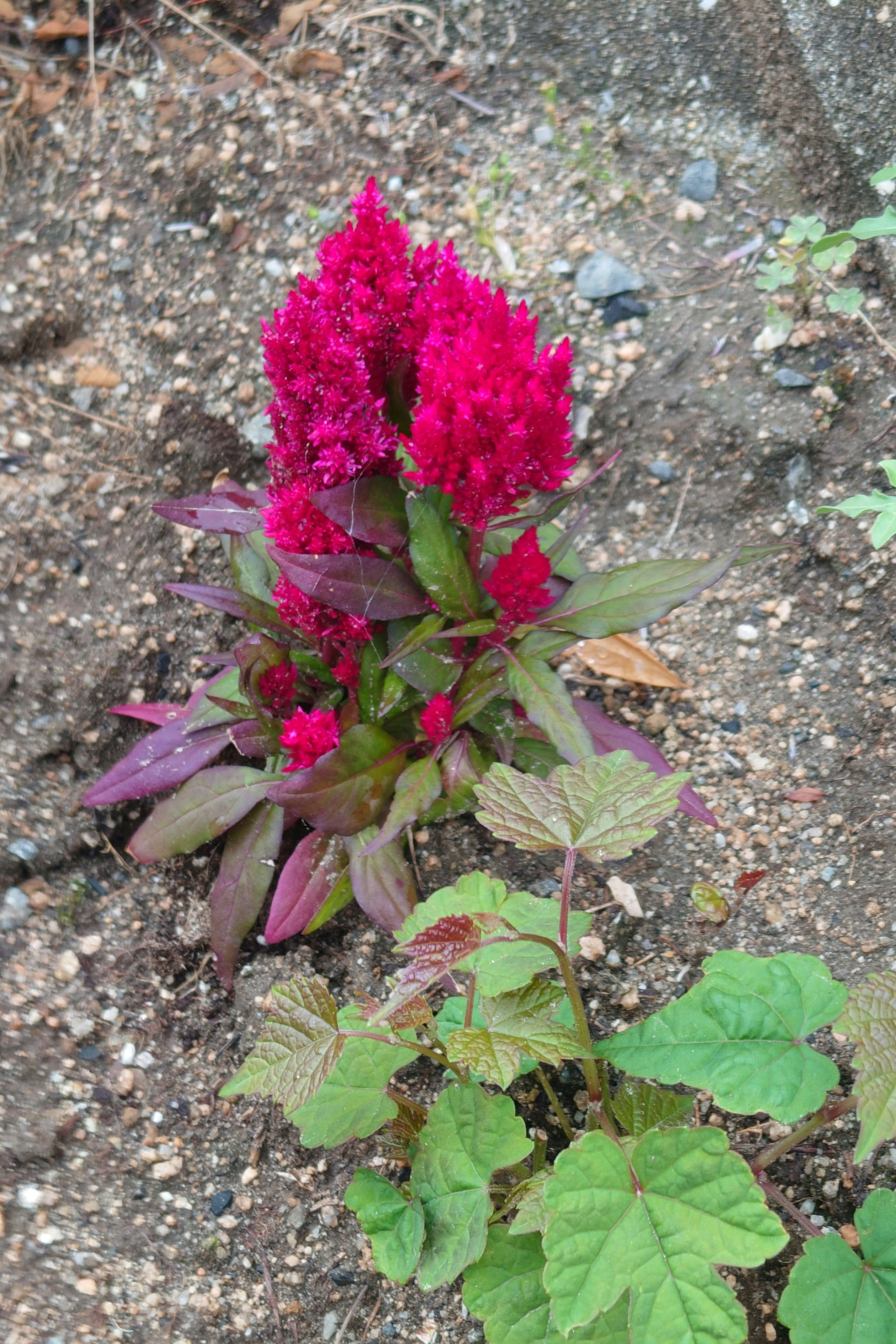 Plant with vibrant magenta flowers growing in soil