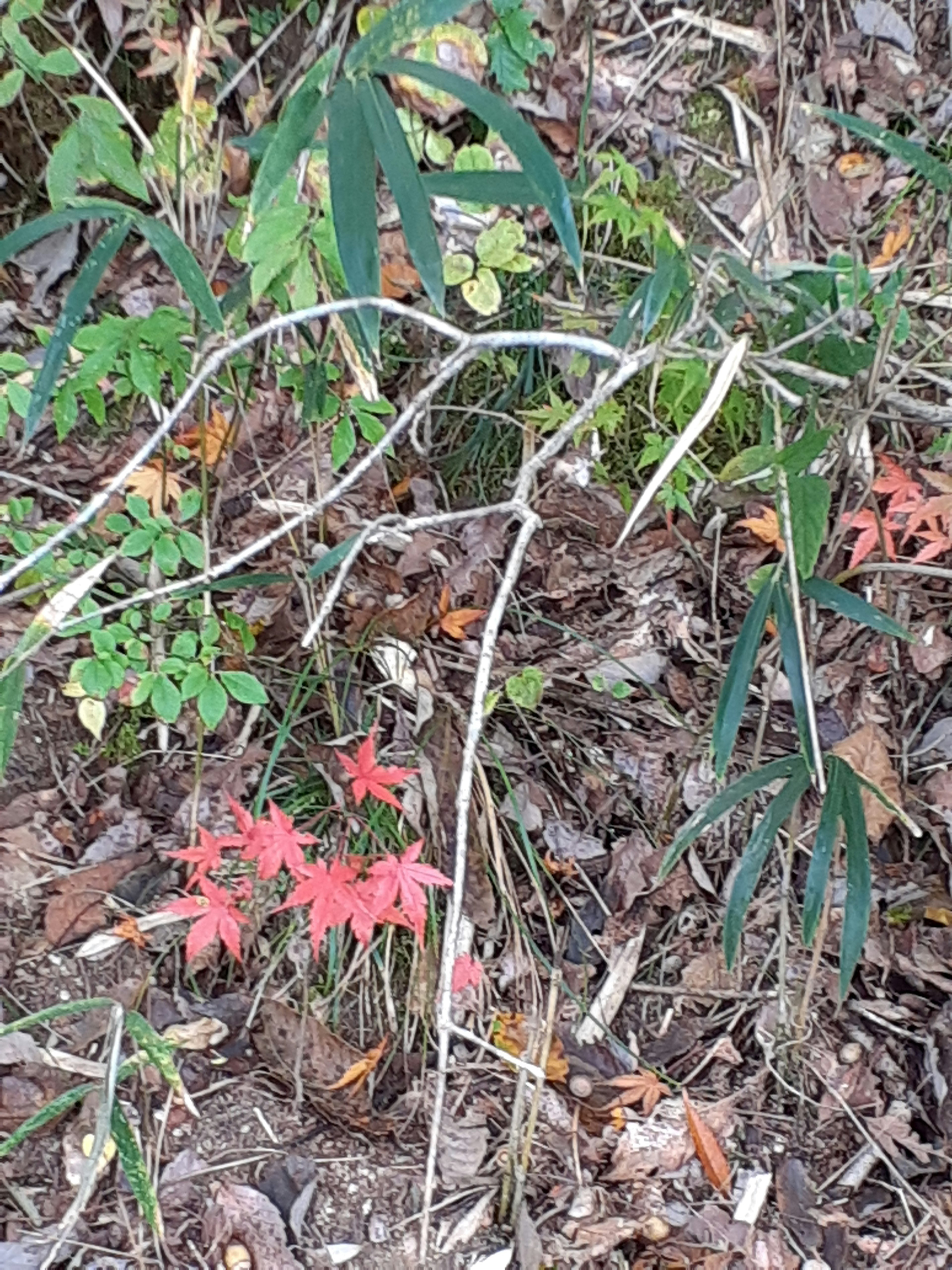 自然景觀中紅色和綠色的葉子與乾枯的葉子相伴