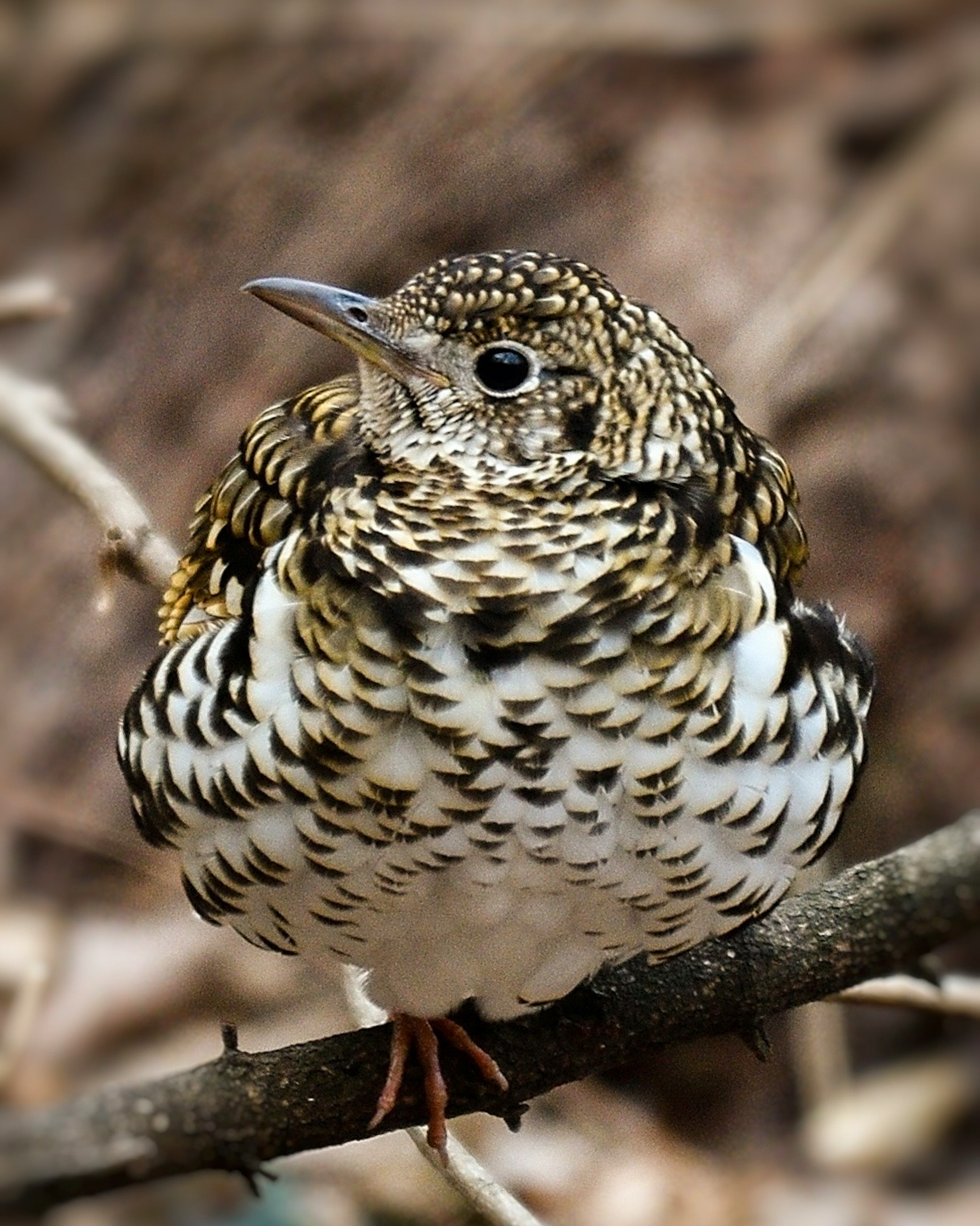 Ein kleiner Vogel mit komplizierten gefleckten Federn, der auf einem Ast sitzt