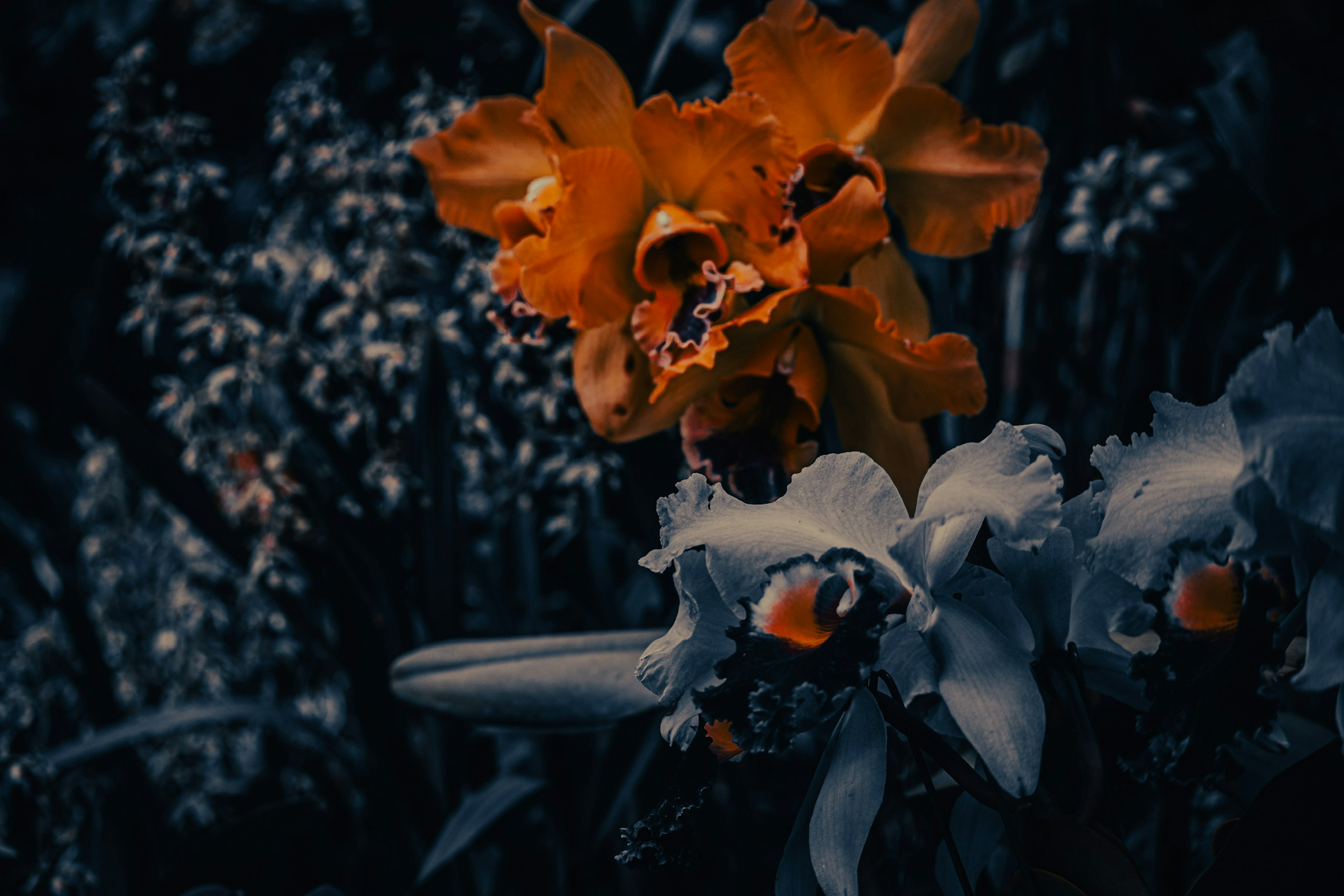 Contraste entre una flor naranja vibrante y una flor blanca sobre fondo oscuro