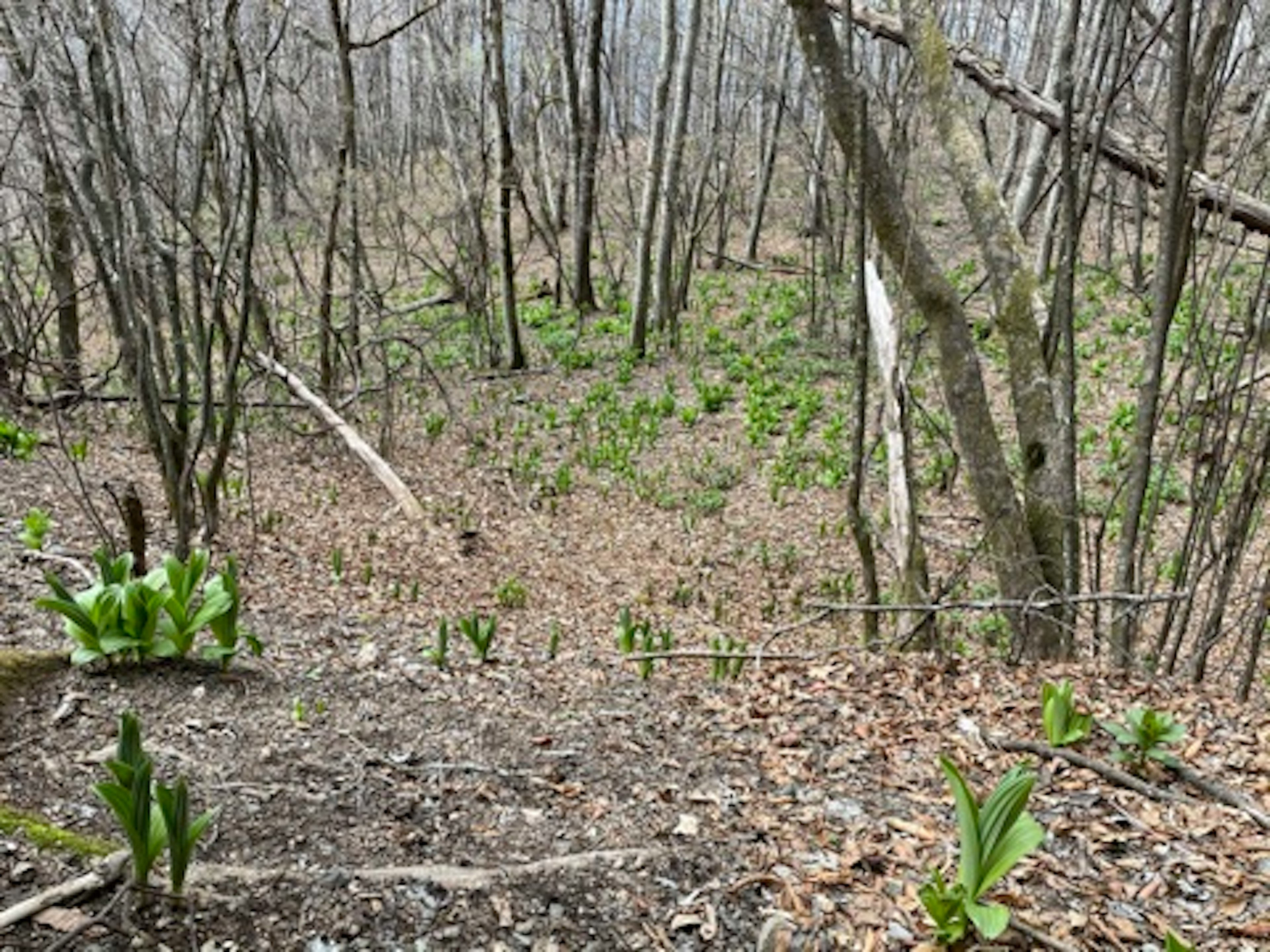 A landscape of green plants and leaf-strewn ground in a forest