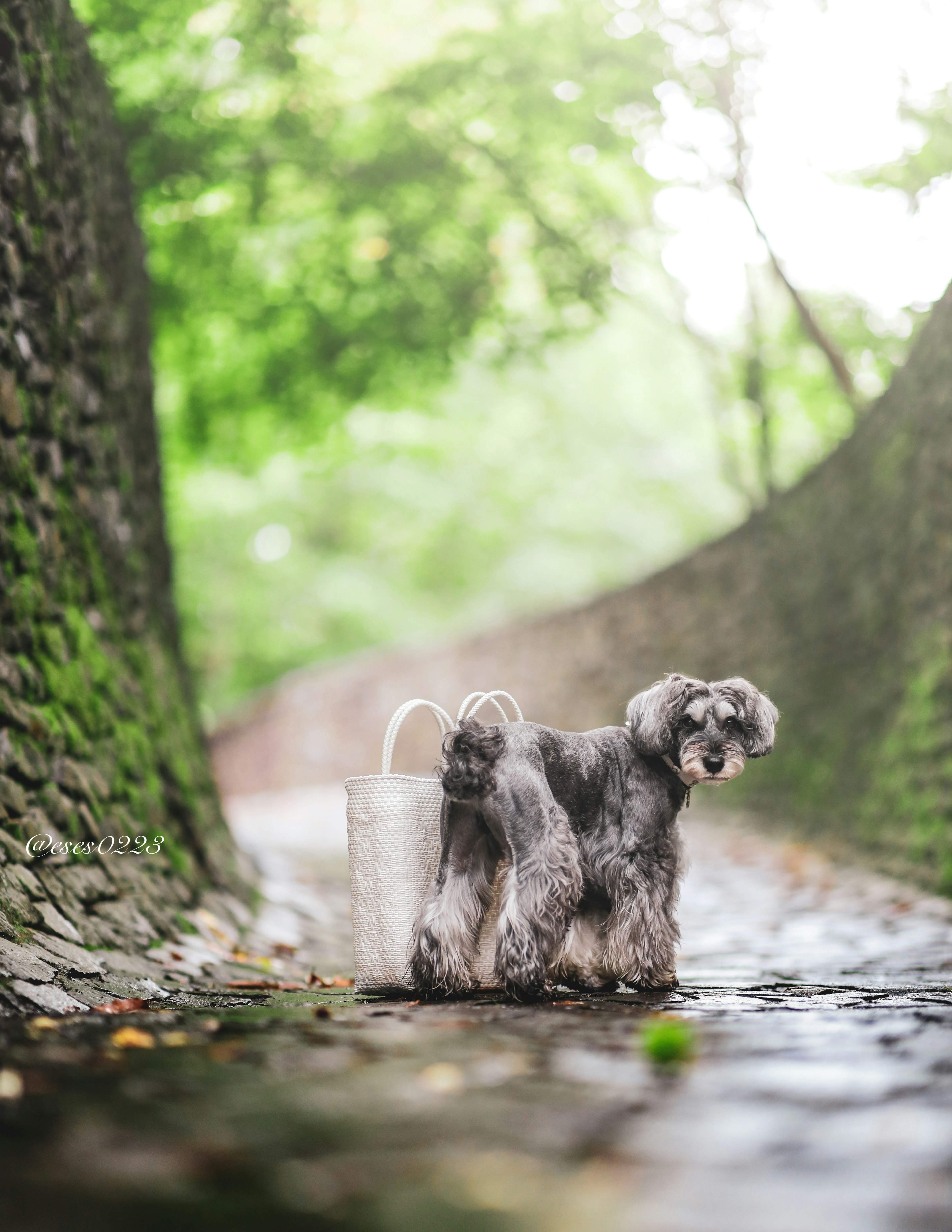 Chien schnauzer sur un chemin vert avec un panier blanc