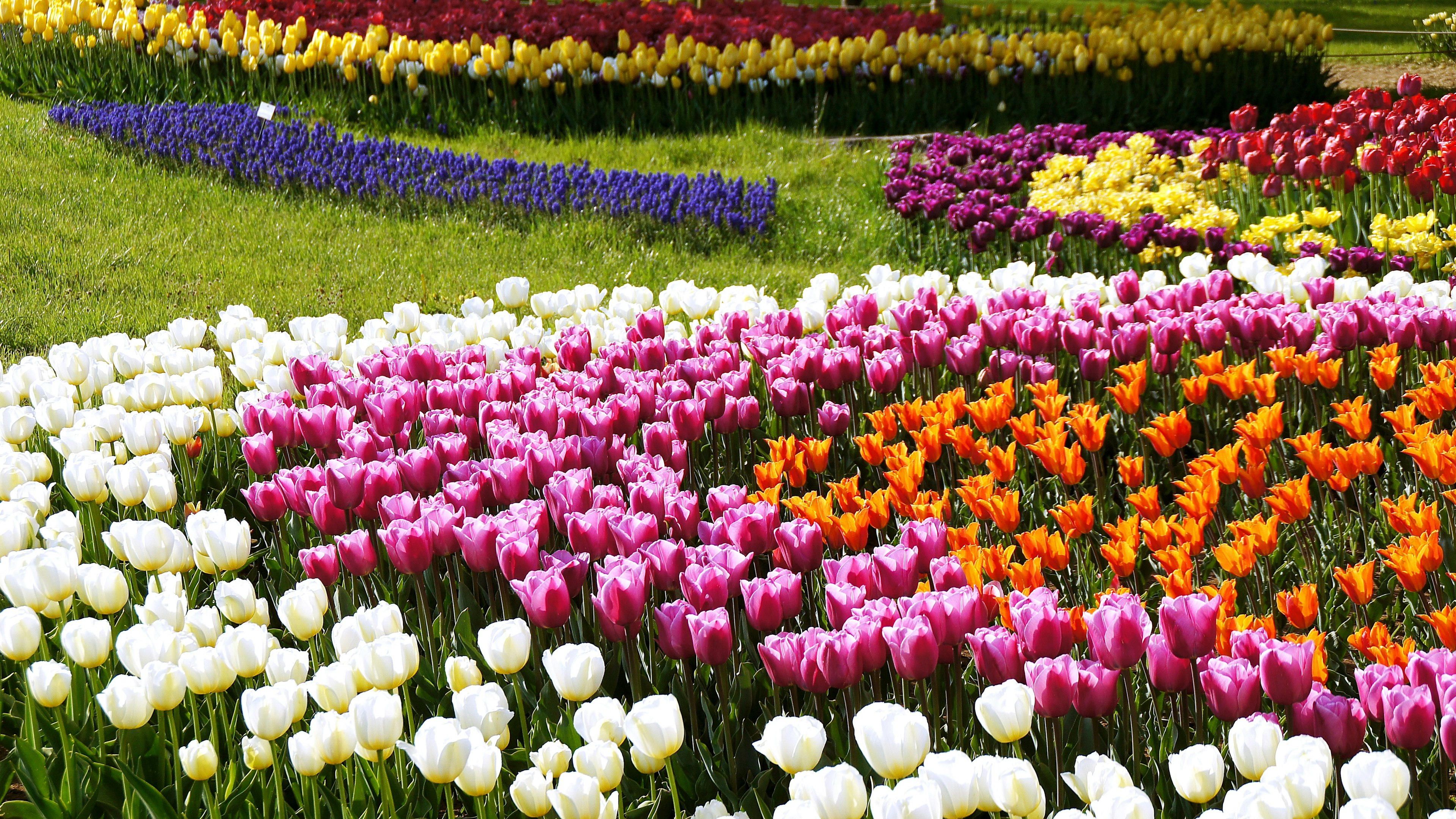 Jardin de tulipes colorées avec différentes teintes et motifs