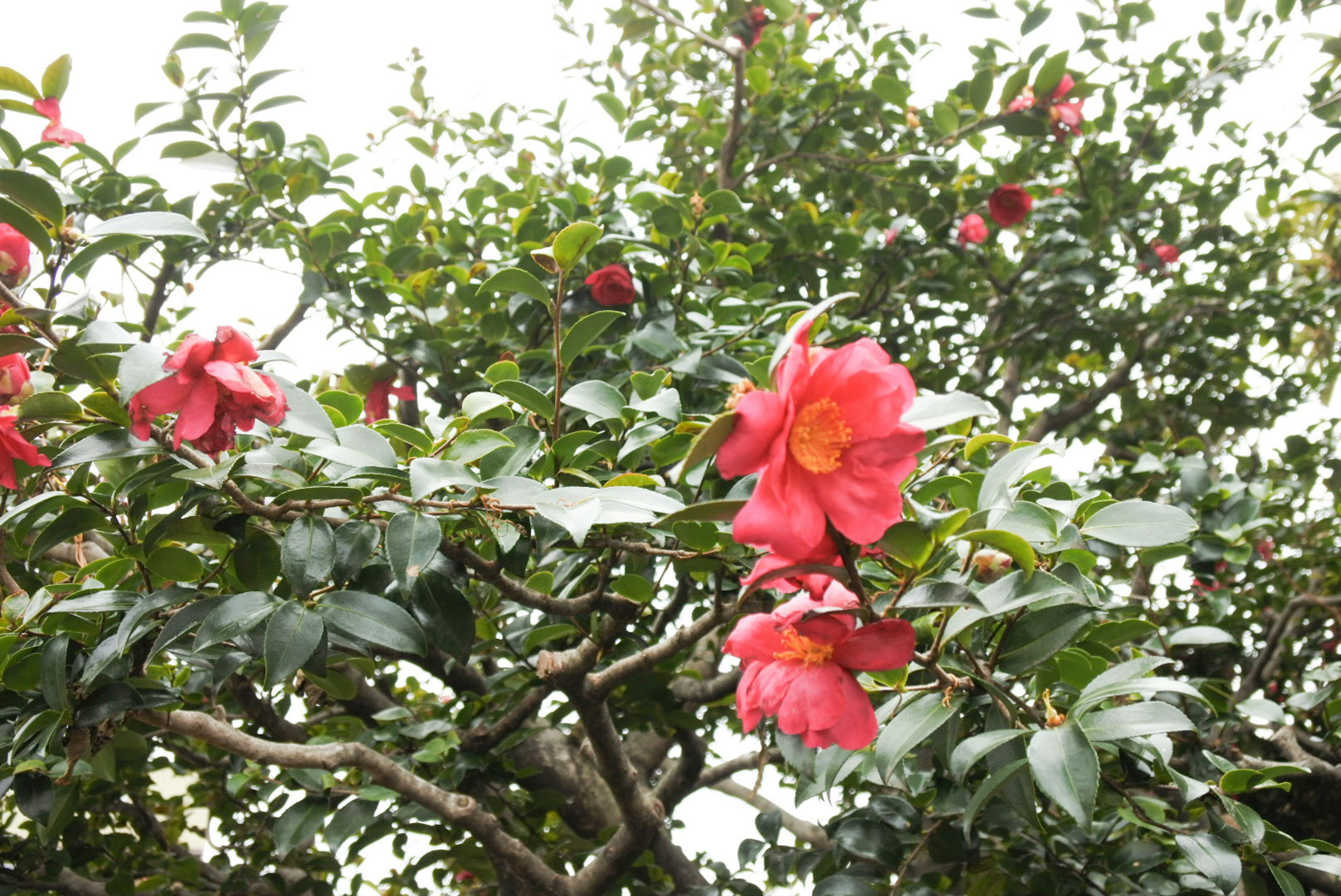 Sebuah cabang dengan bunga camelia merah yang mekar