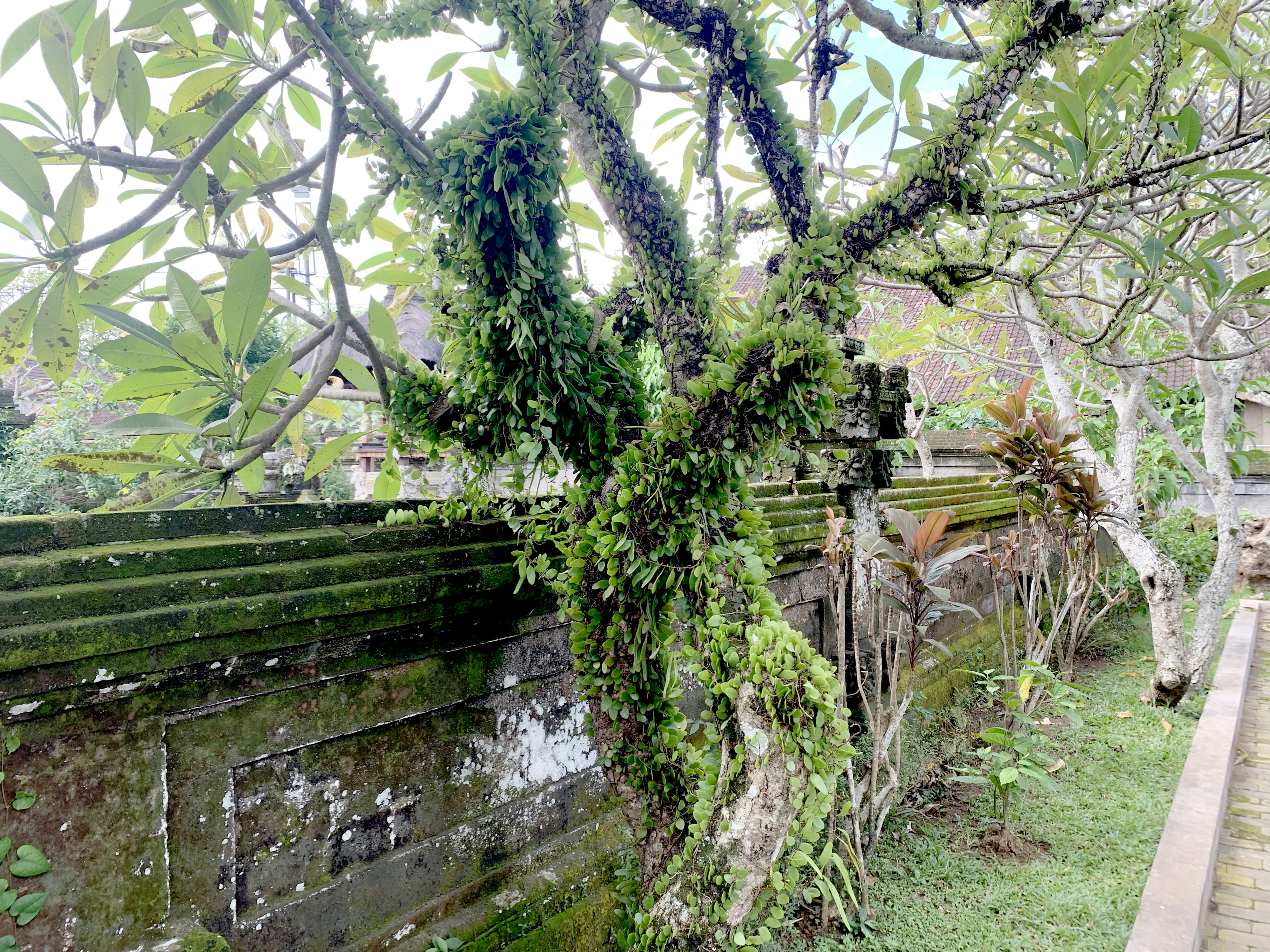 Paisaje verde exuberante con un árbol cubierto de musgo junto a una pared antigua