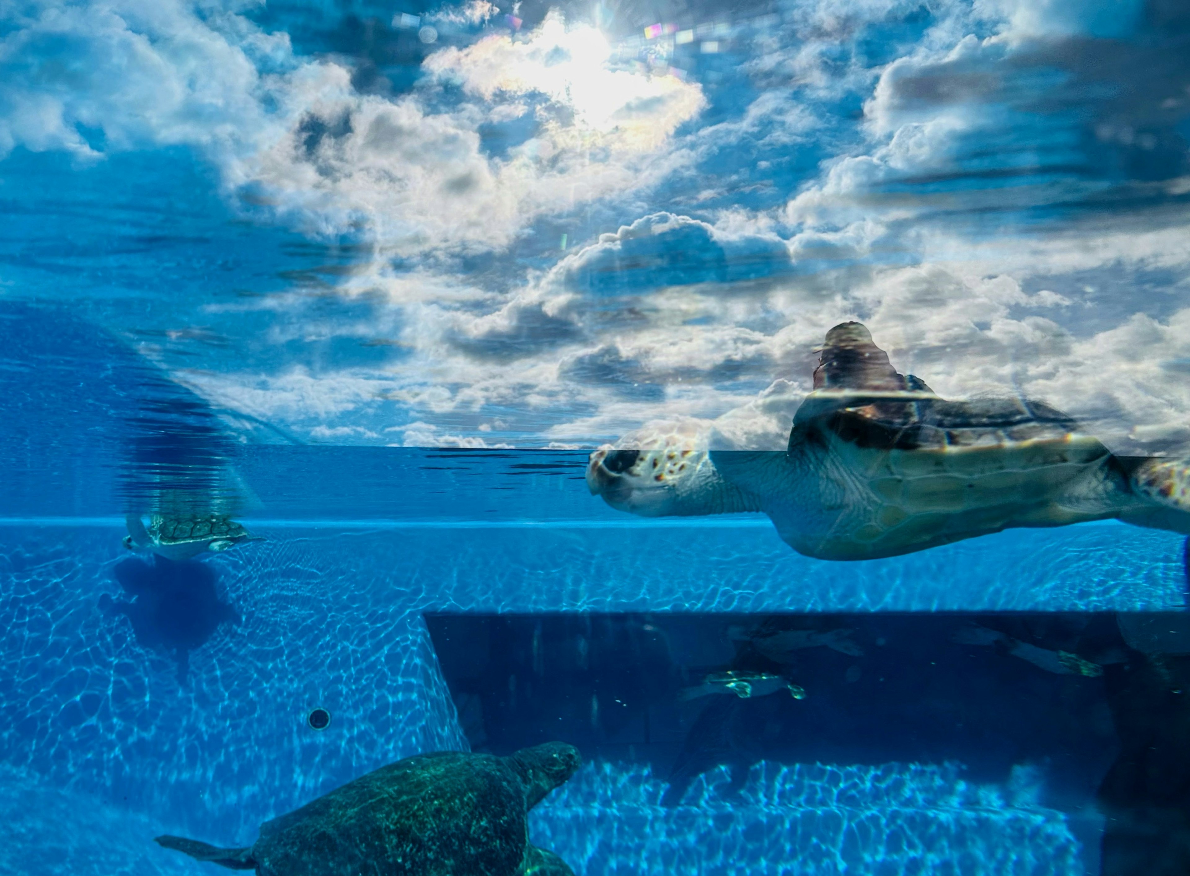 A turtle swimming in blue water with a cloudy sky above