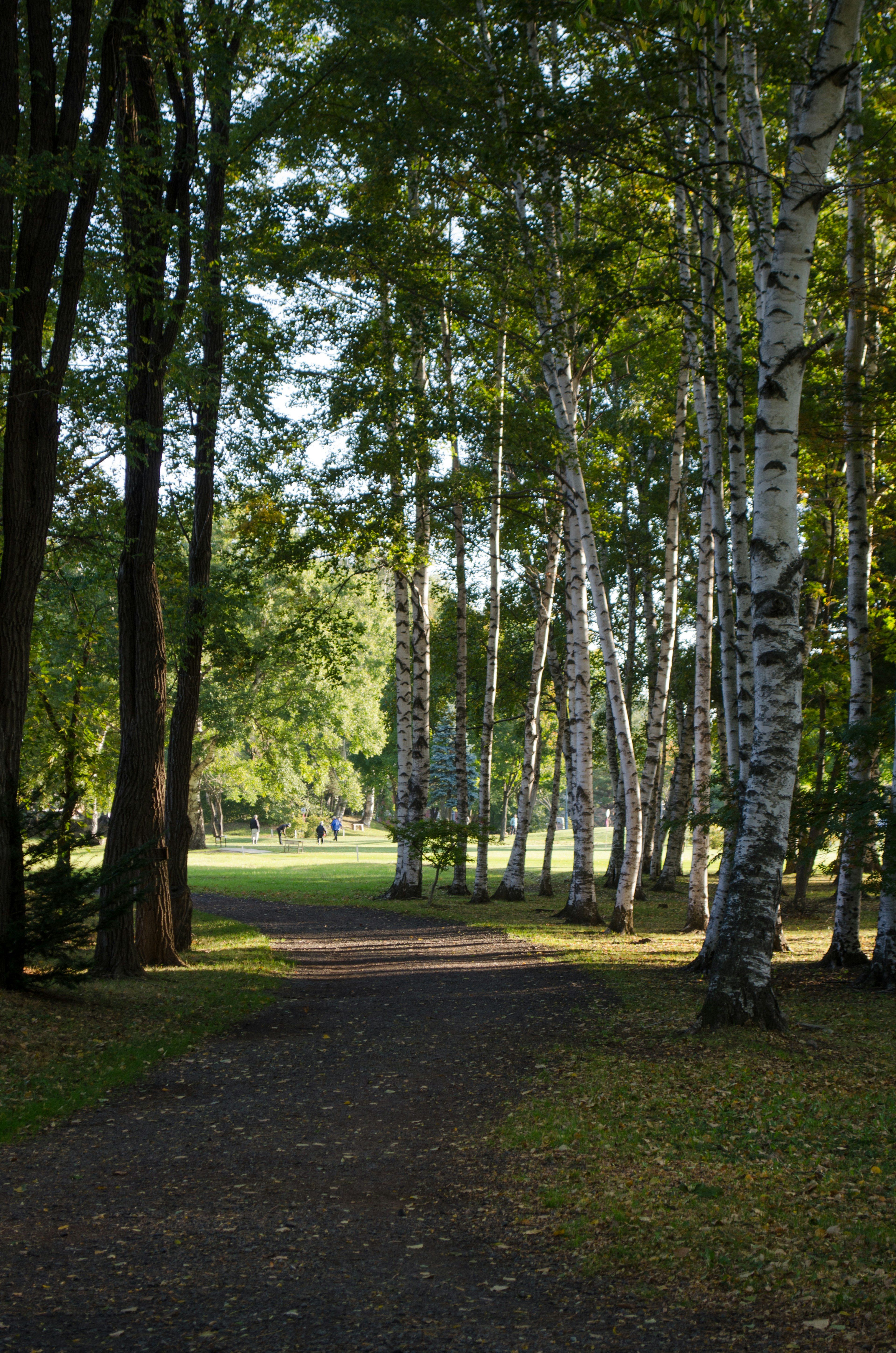 Un sendero a través de un bosque frondoso con abedules a los lados