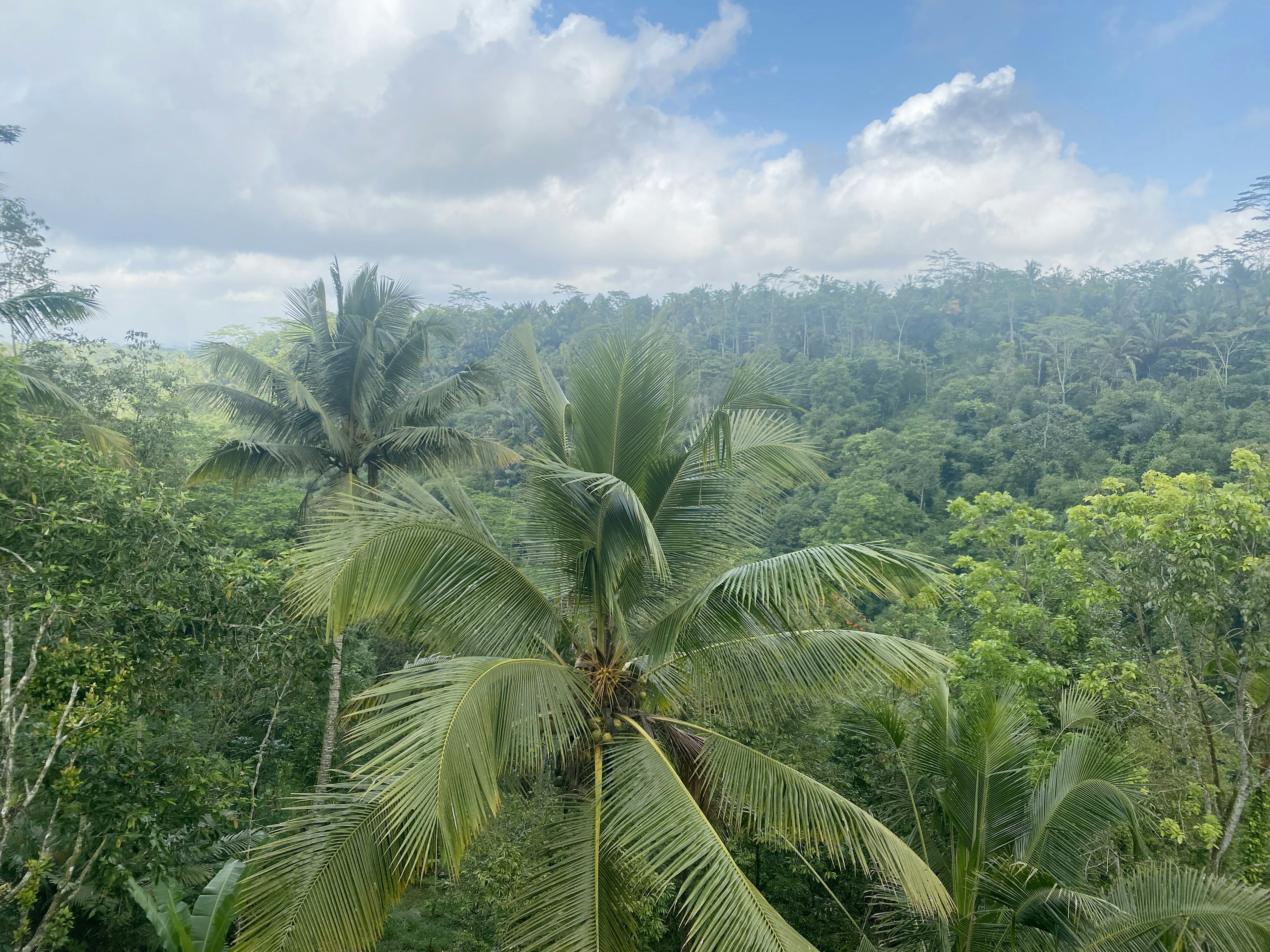 Pemandangan hutan rimbun dengan langit biru dan pohon kelapa di latar depan