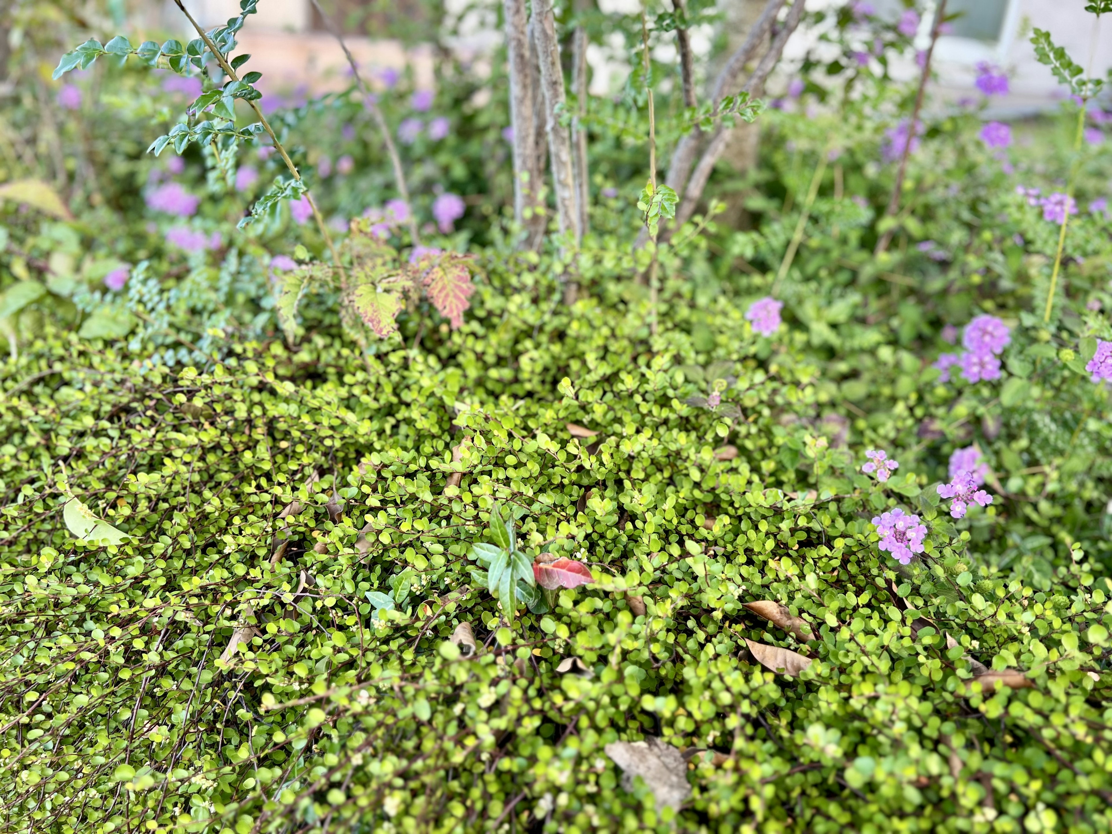 Un paysage naturel avec de la mousse verte et de petites fleurs violettes