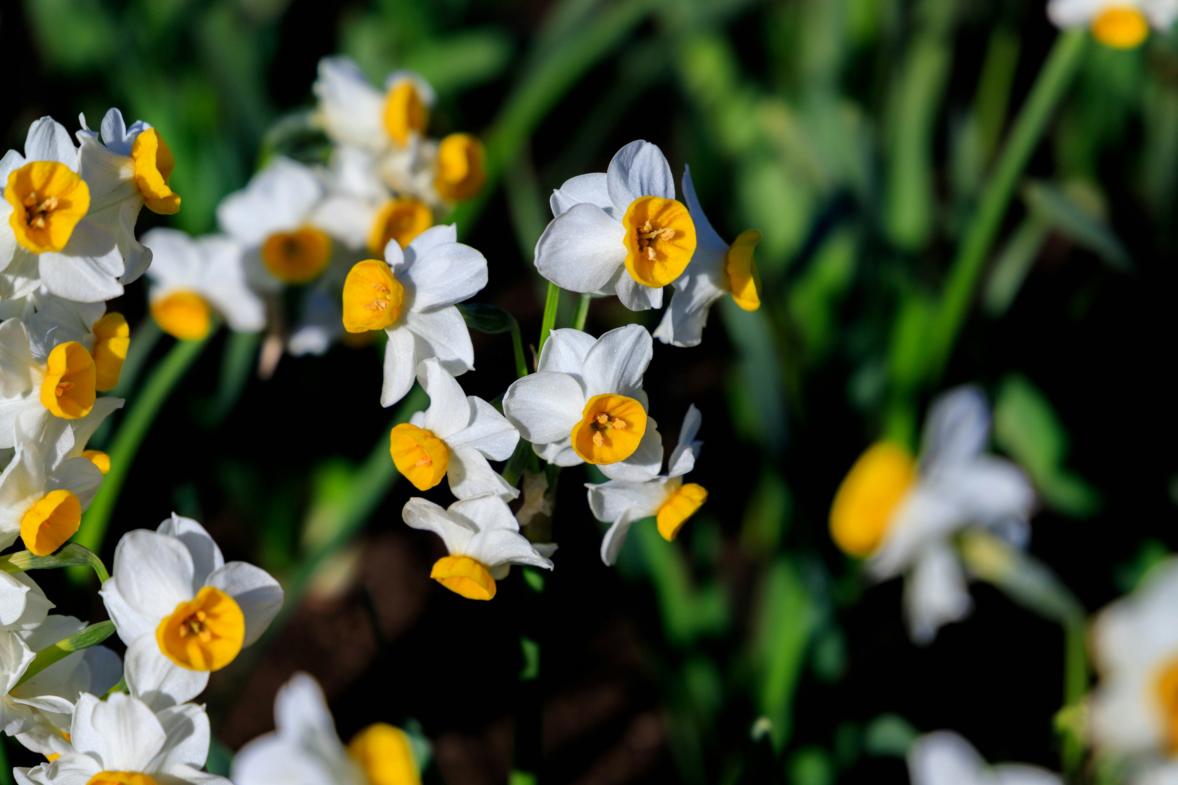 Close-up of white daffodils with yellow centers