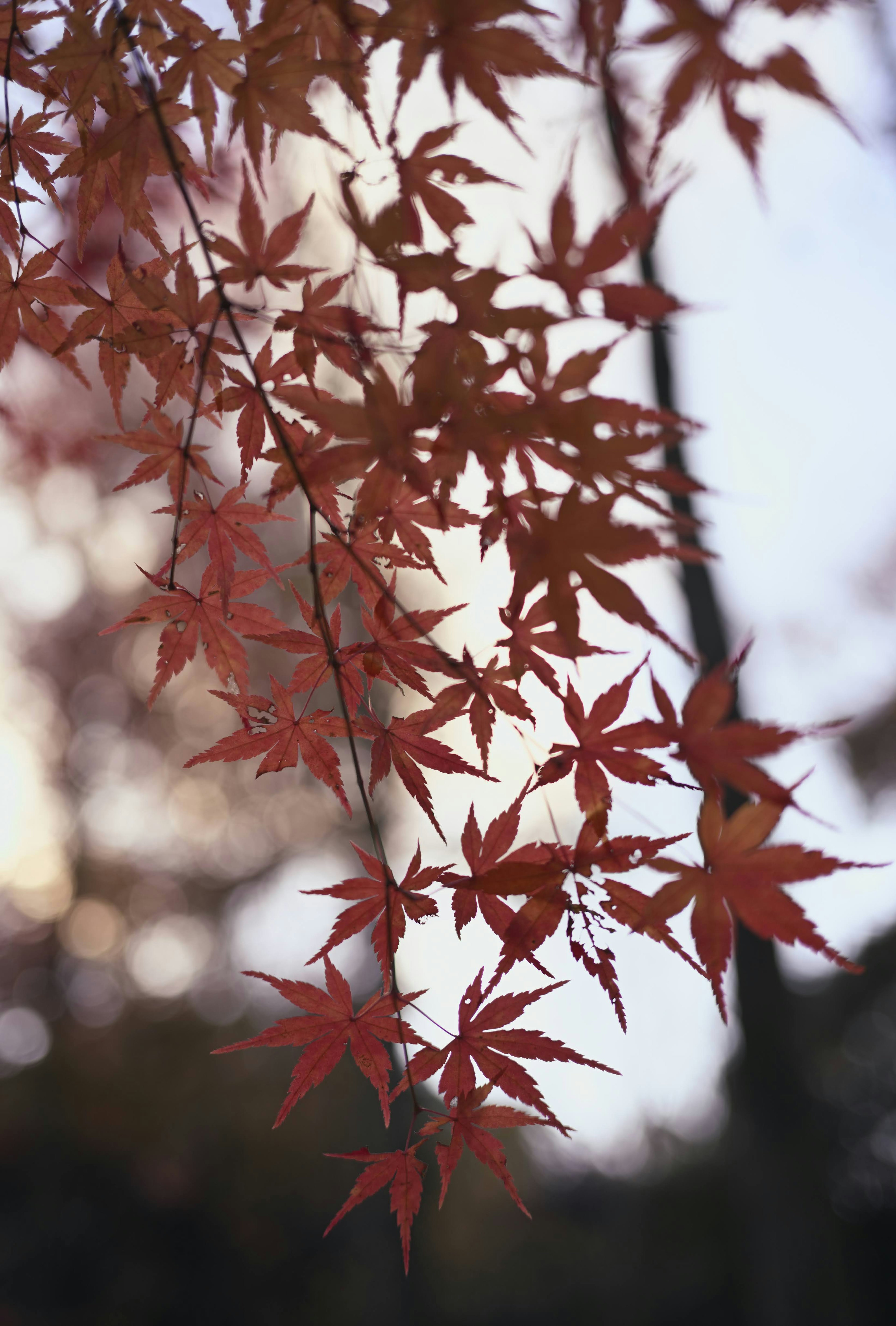 Daun maple merah melawan langit senja