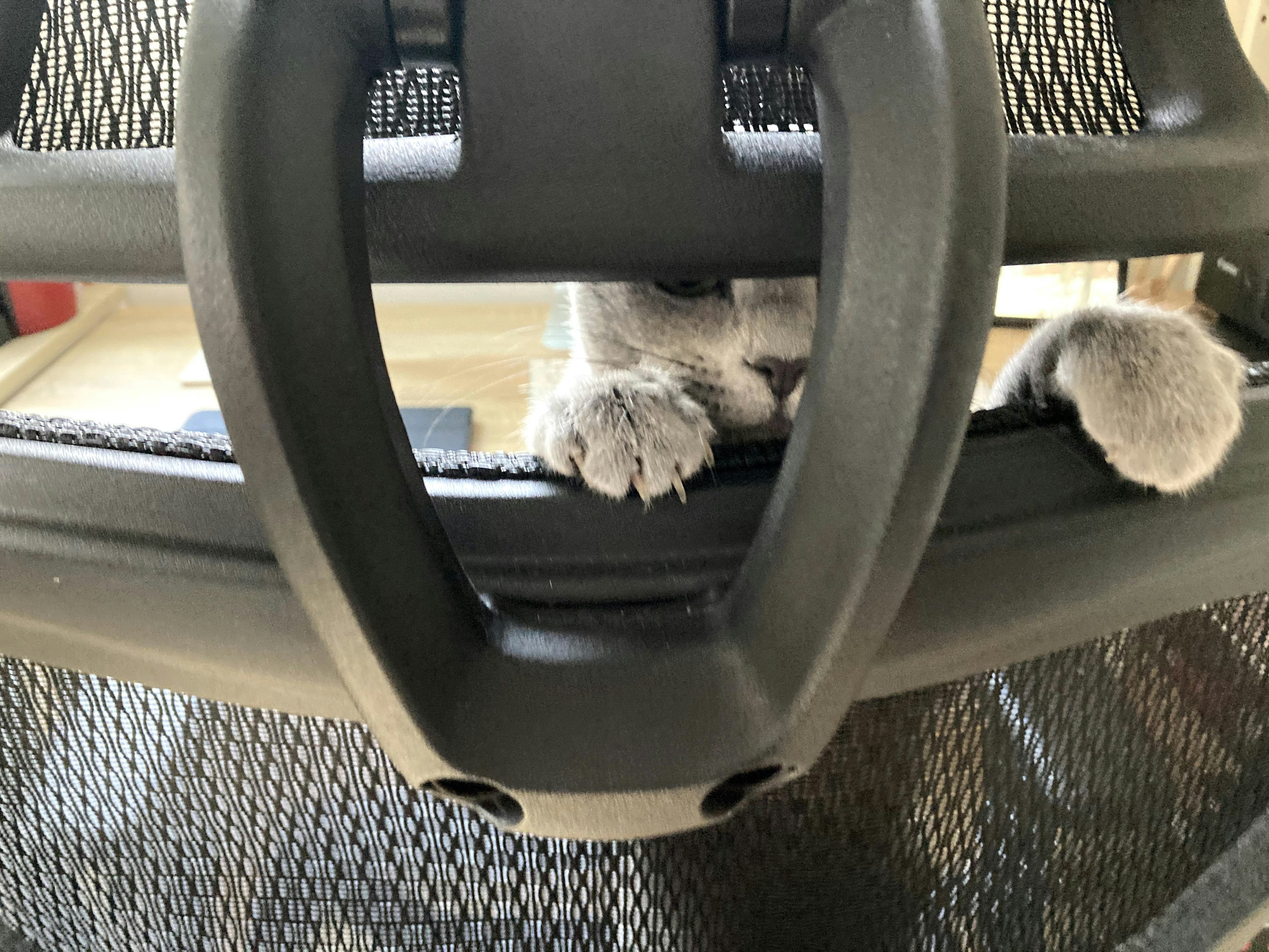 Cat paws visible on the back of a black chair