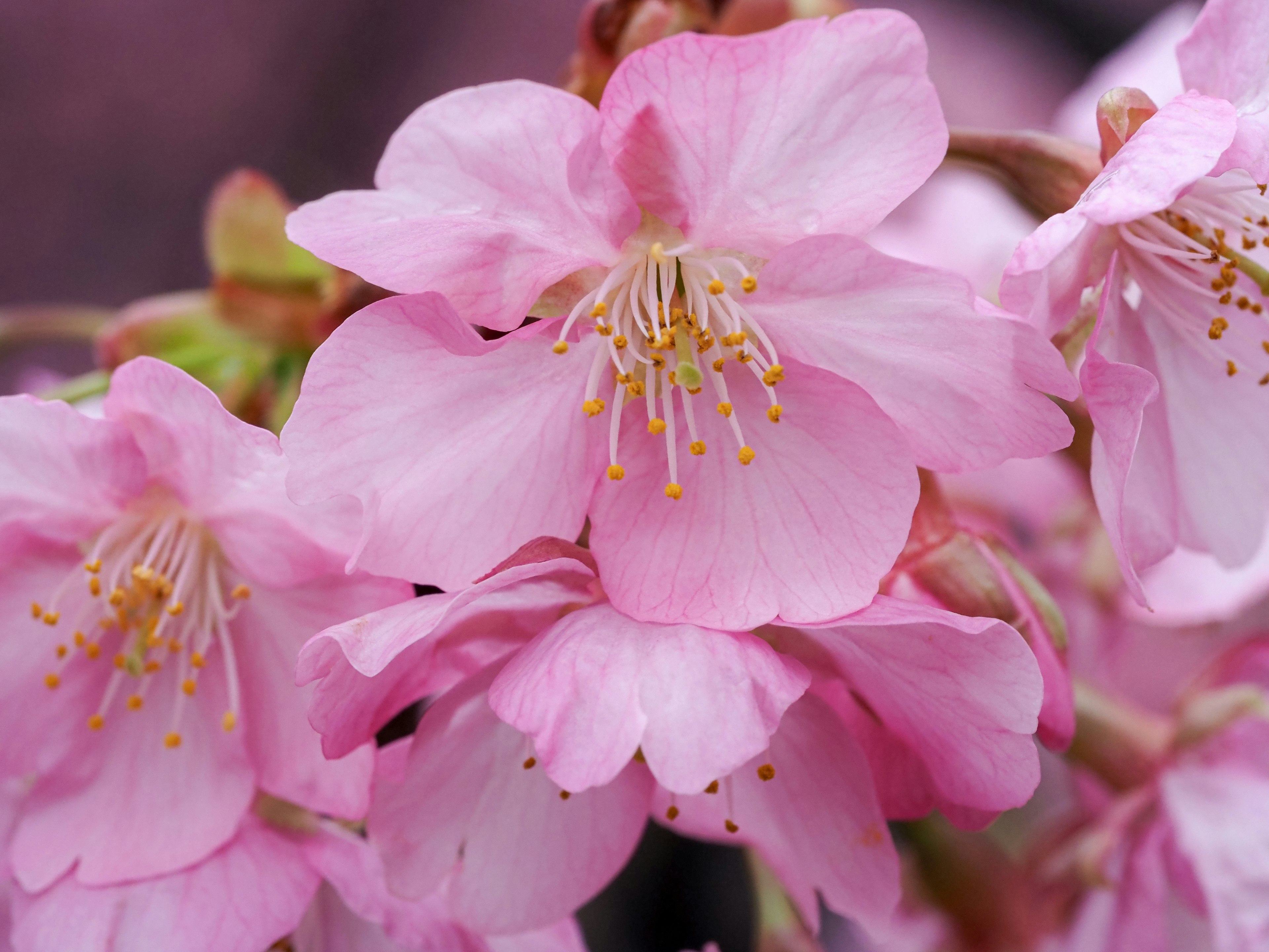 Primer plano de pétalos de cerezo rosa con estambres prominentes