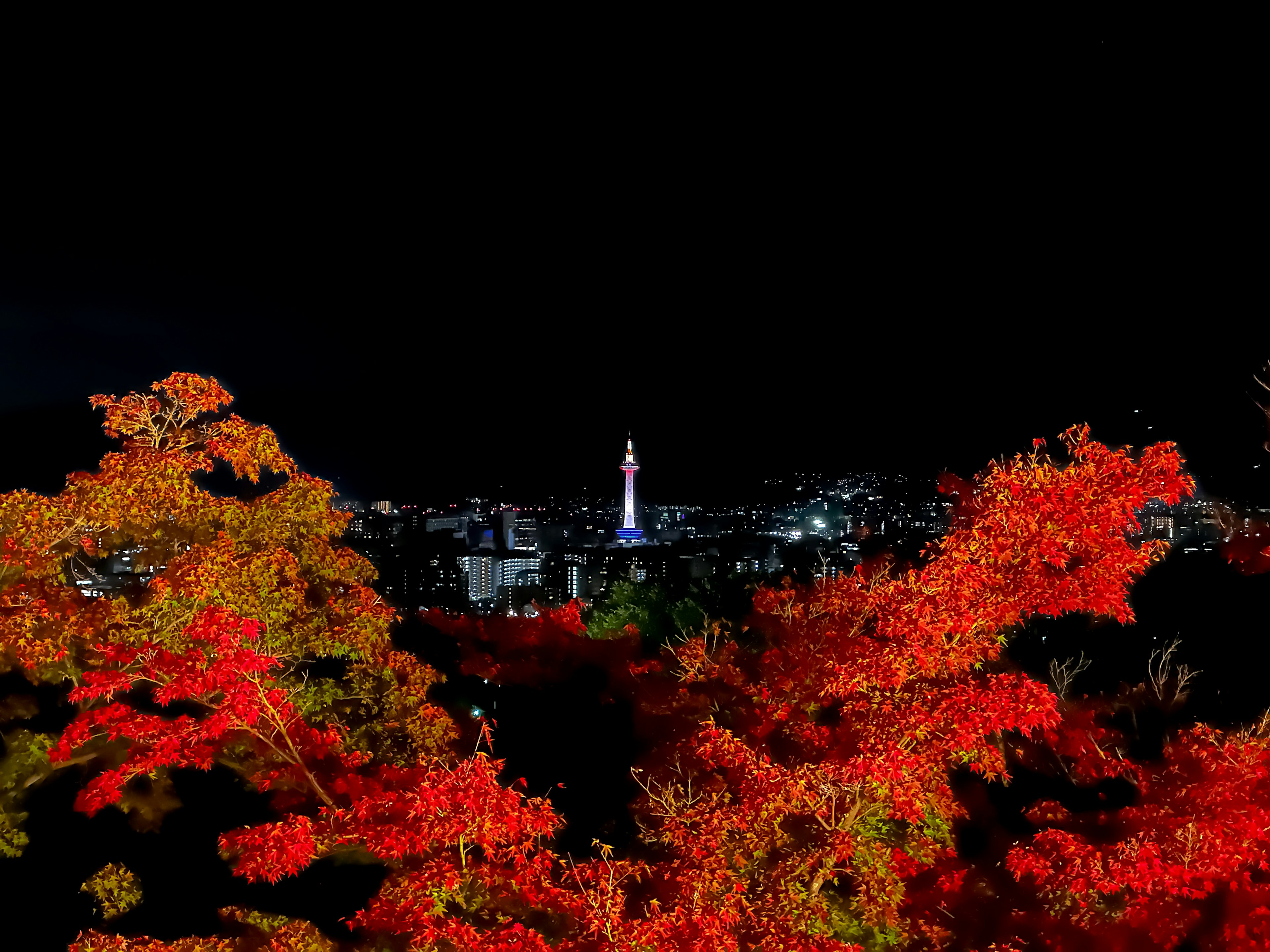 Beautiful night view of Kyoto's autumn foliage featuring Kyoto Tower