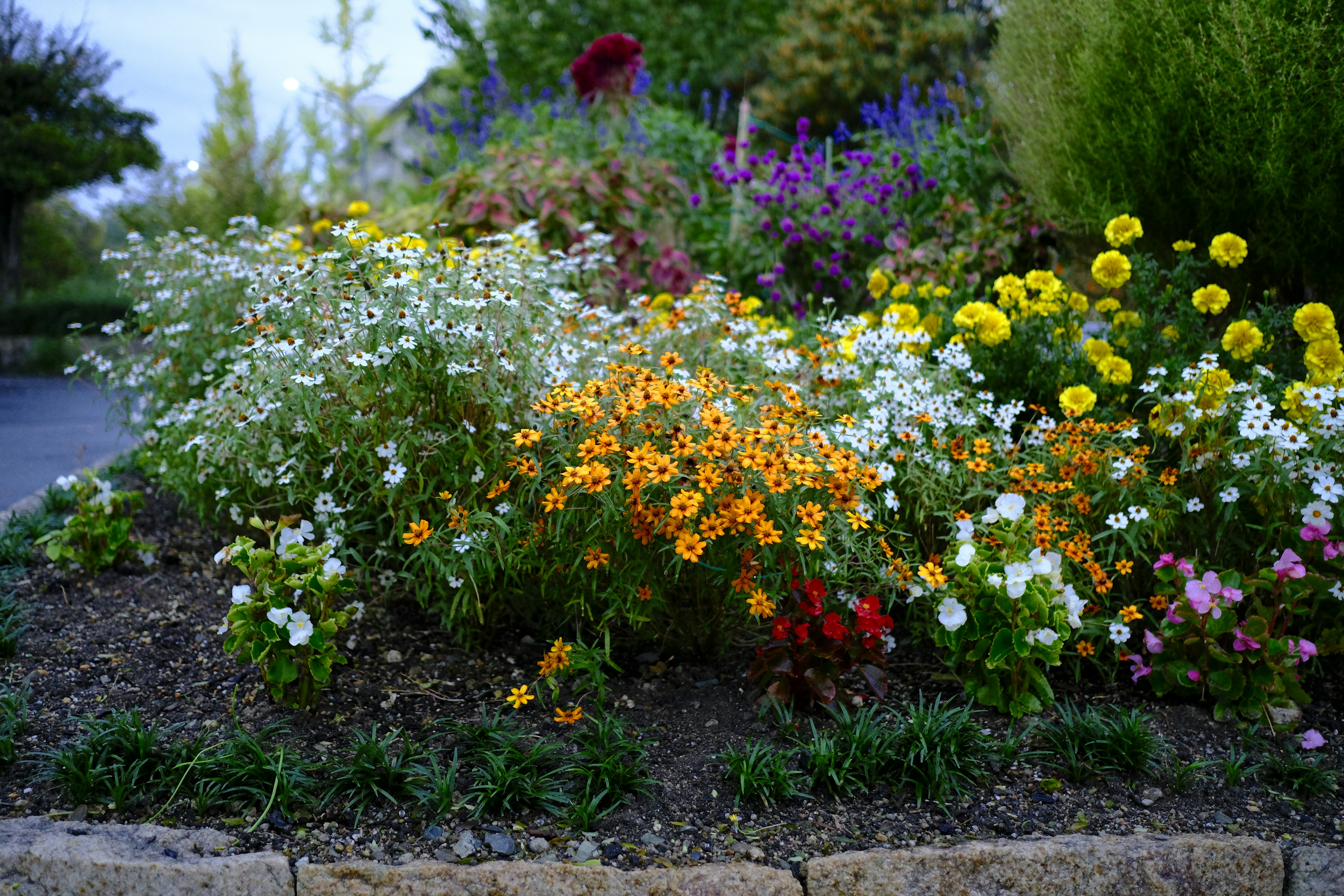 Eine lebendige Gartenszene mit einer Vielzahl bunter Blumen