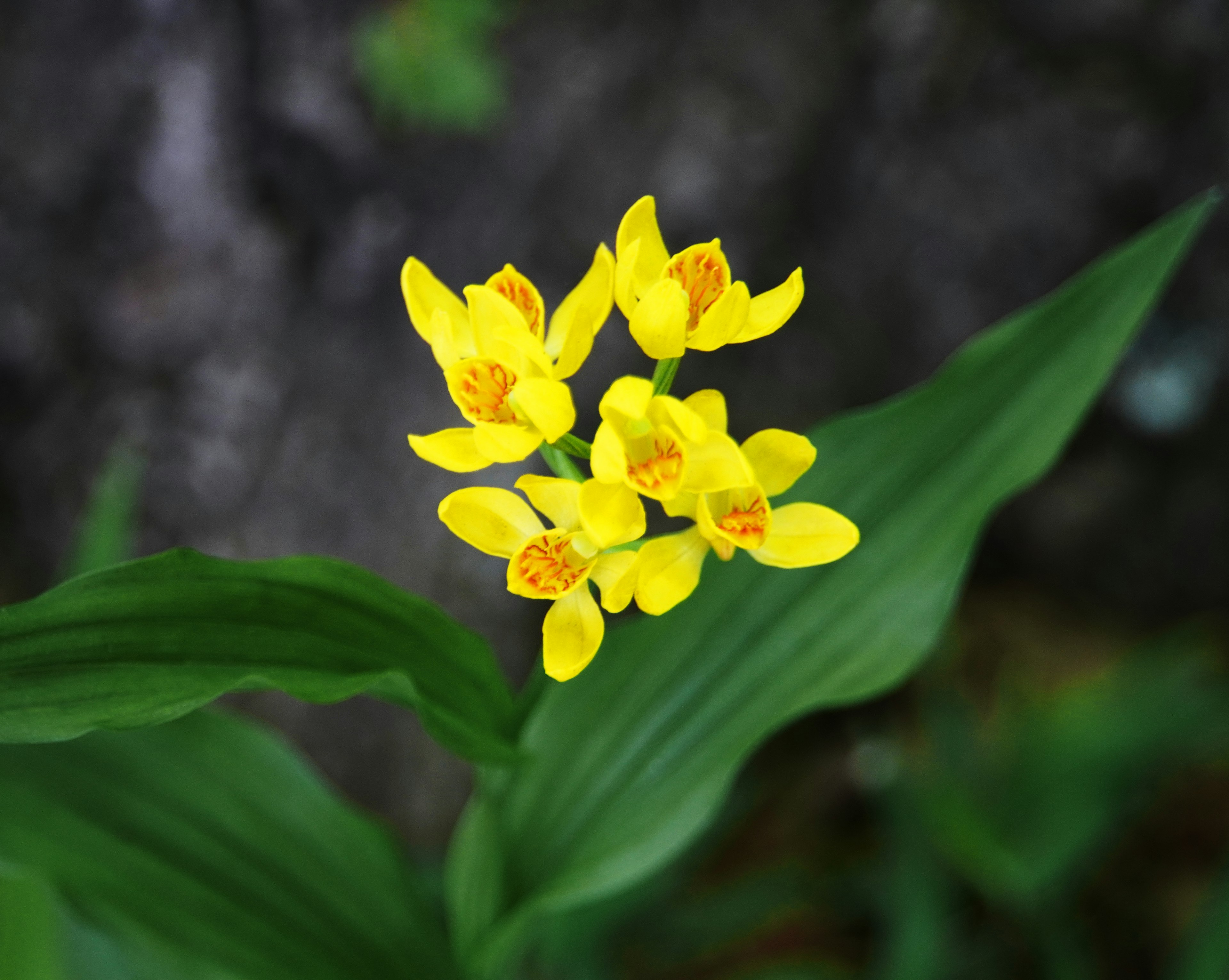 Primo piano di una pianta con fiori gialli vivaci