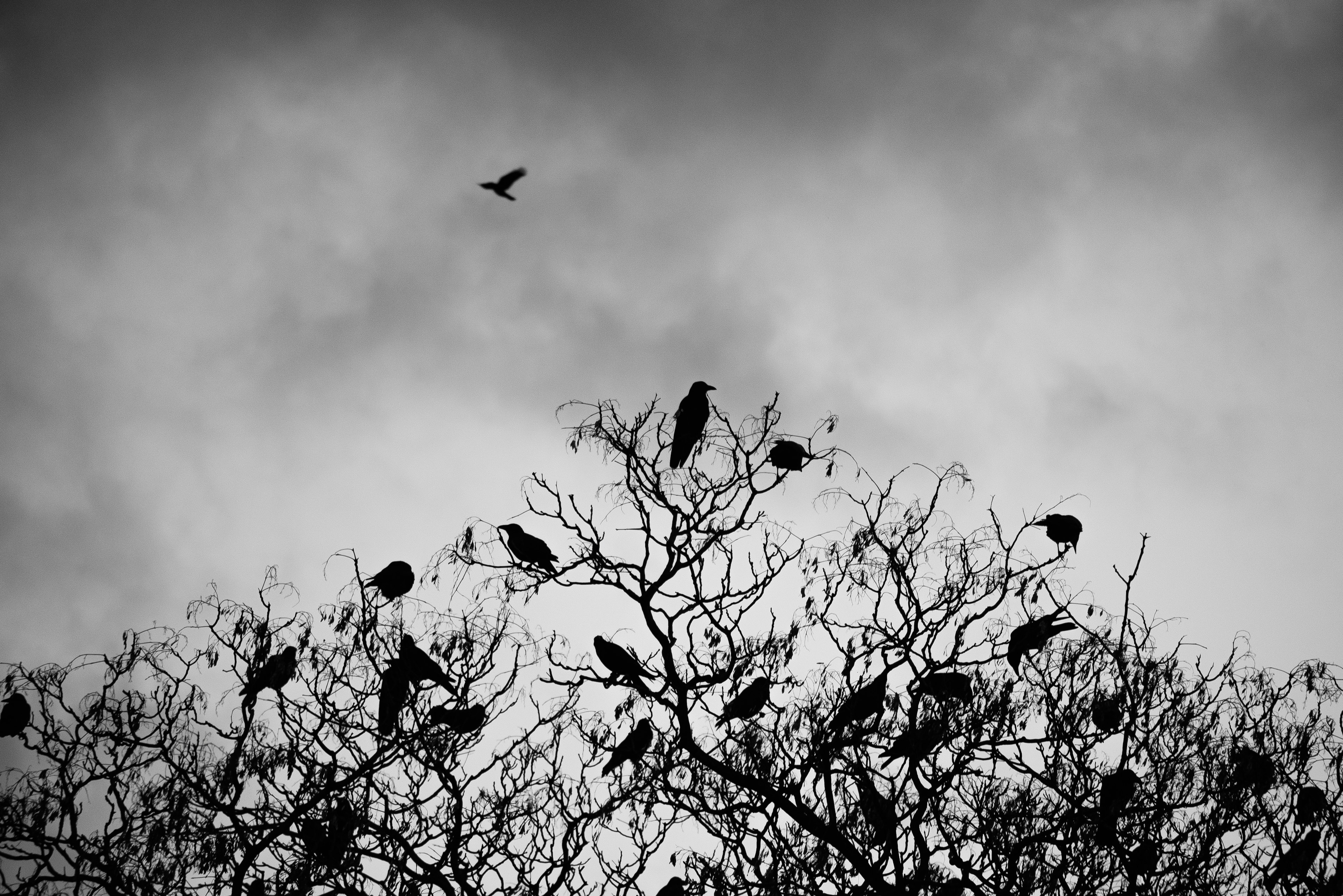 Many birds perched on a tree with dark clouds