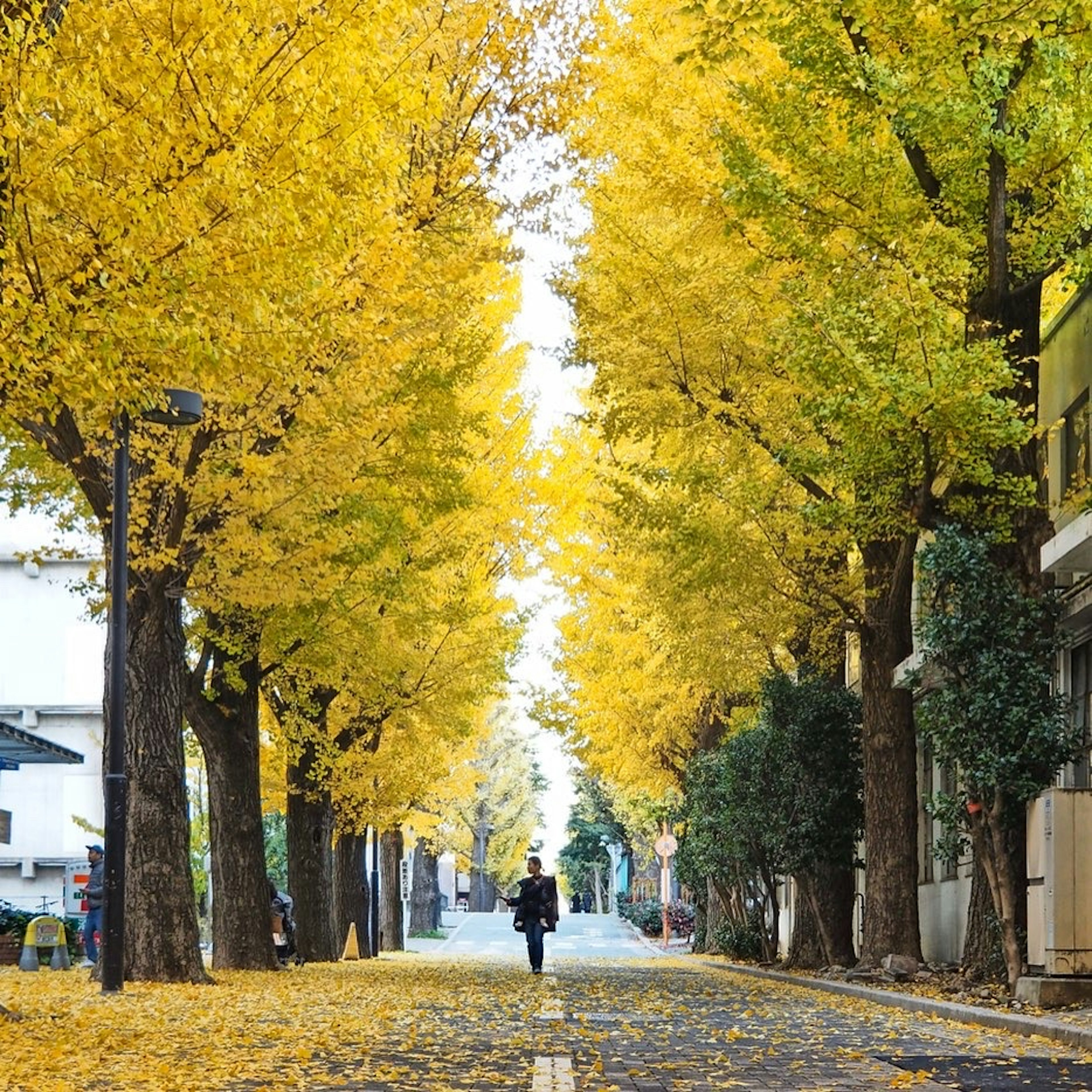 Person walking down a tree-lined street with vibrant yellow autumn leaves