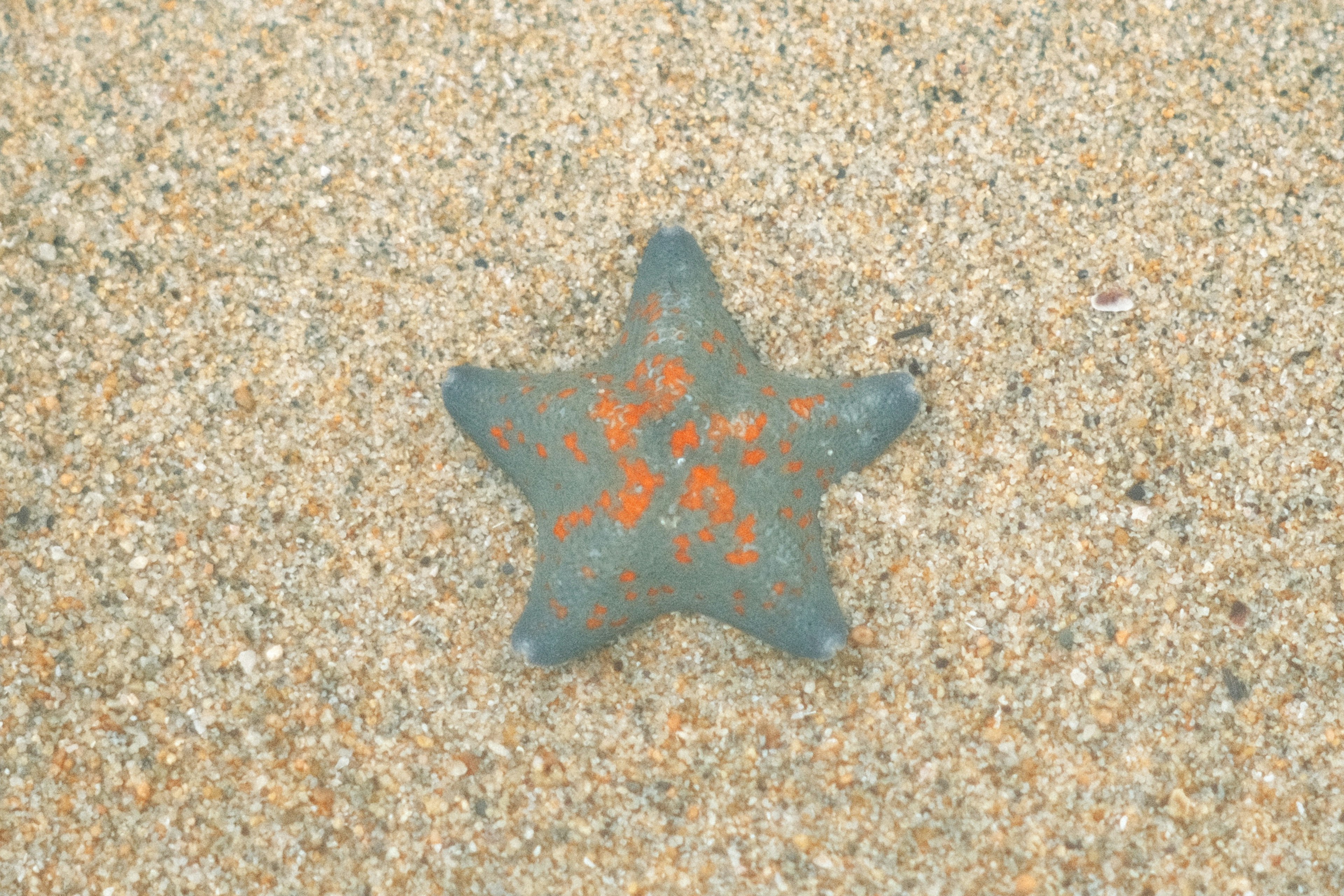 Piedra en forma de estrella de color teal en una playa de arena