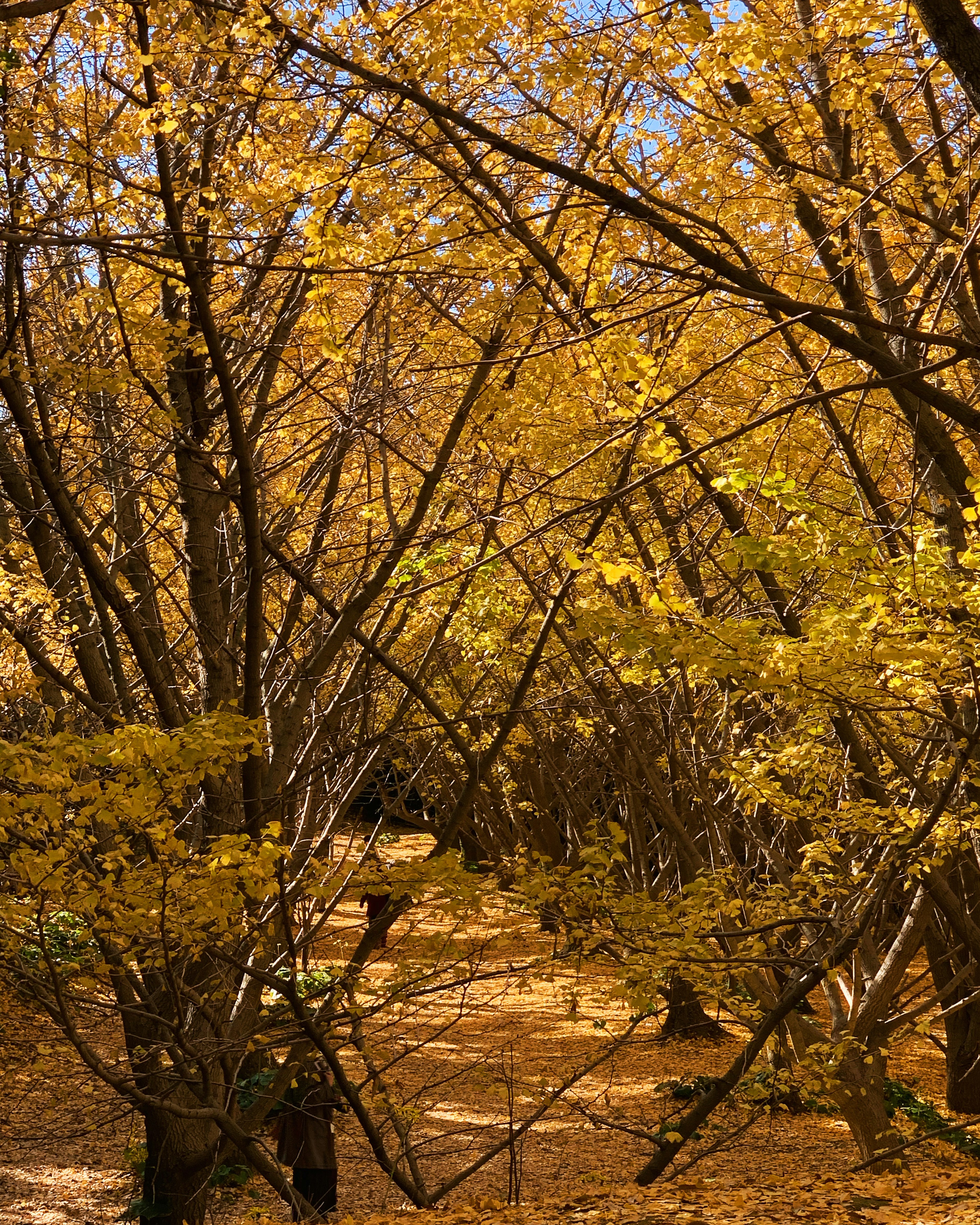 Sentiero in una foresta con foglie d'autunno dorate