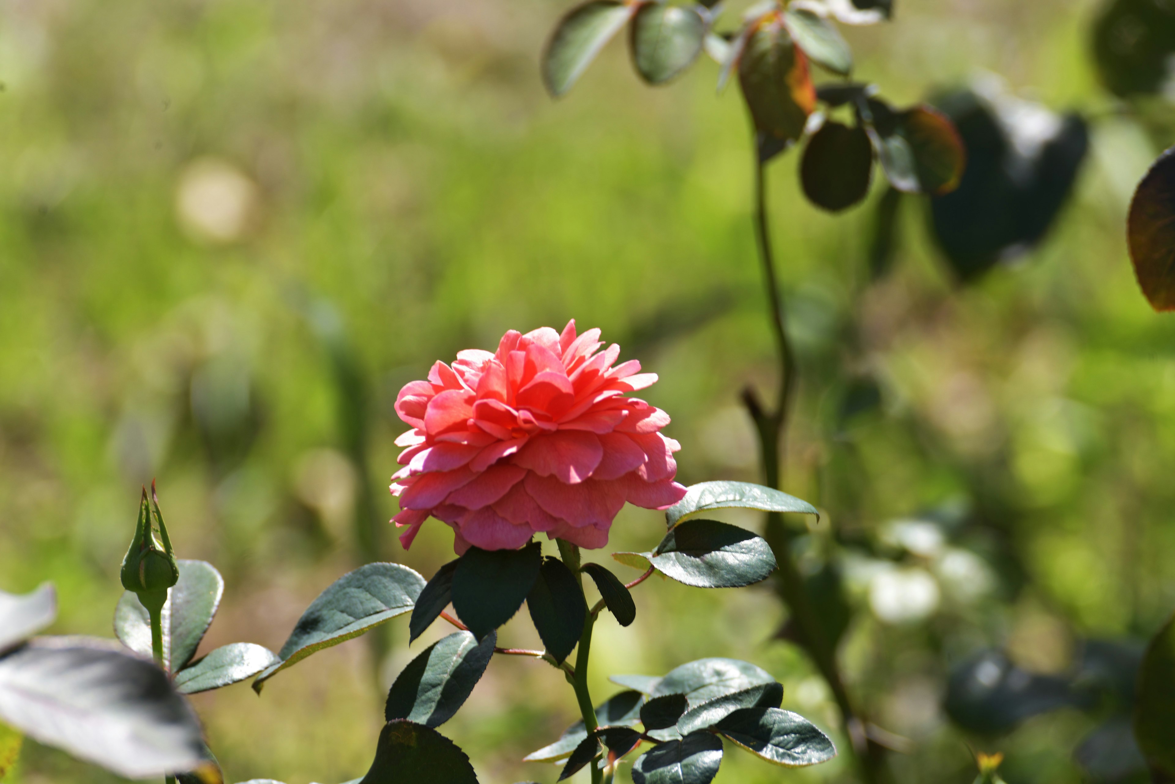 Vibrant pink rose flower against a green background