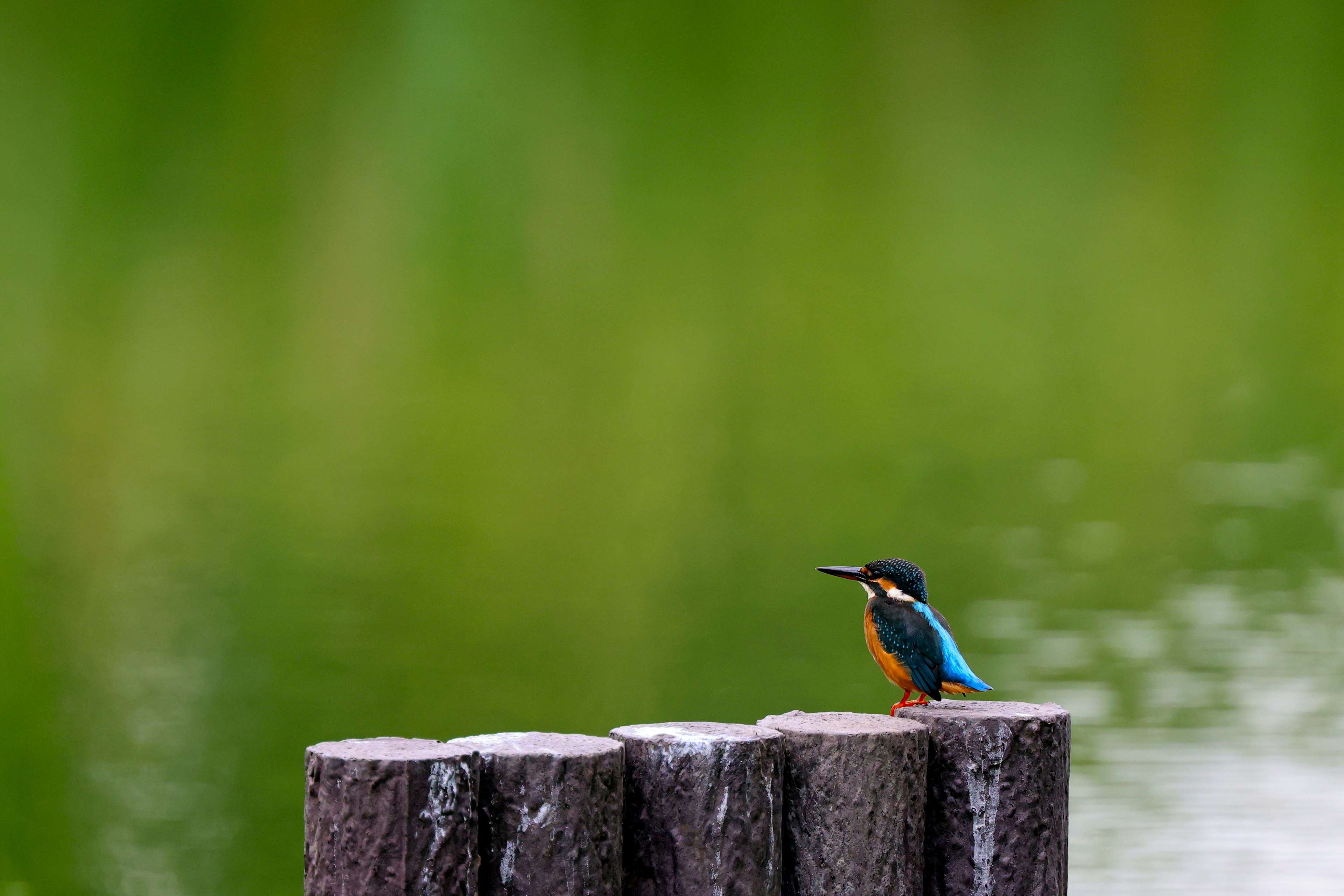 Un martin-pêcheur aux plumes bleues assis sur une bûche avec un fond vert