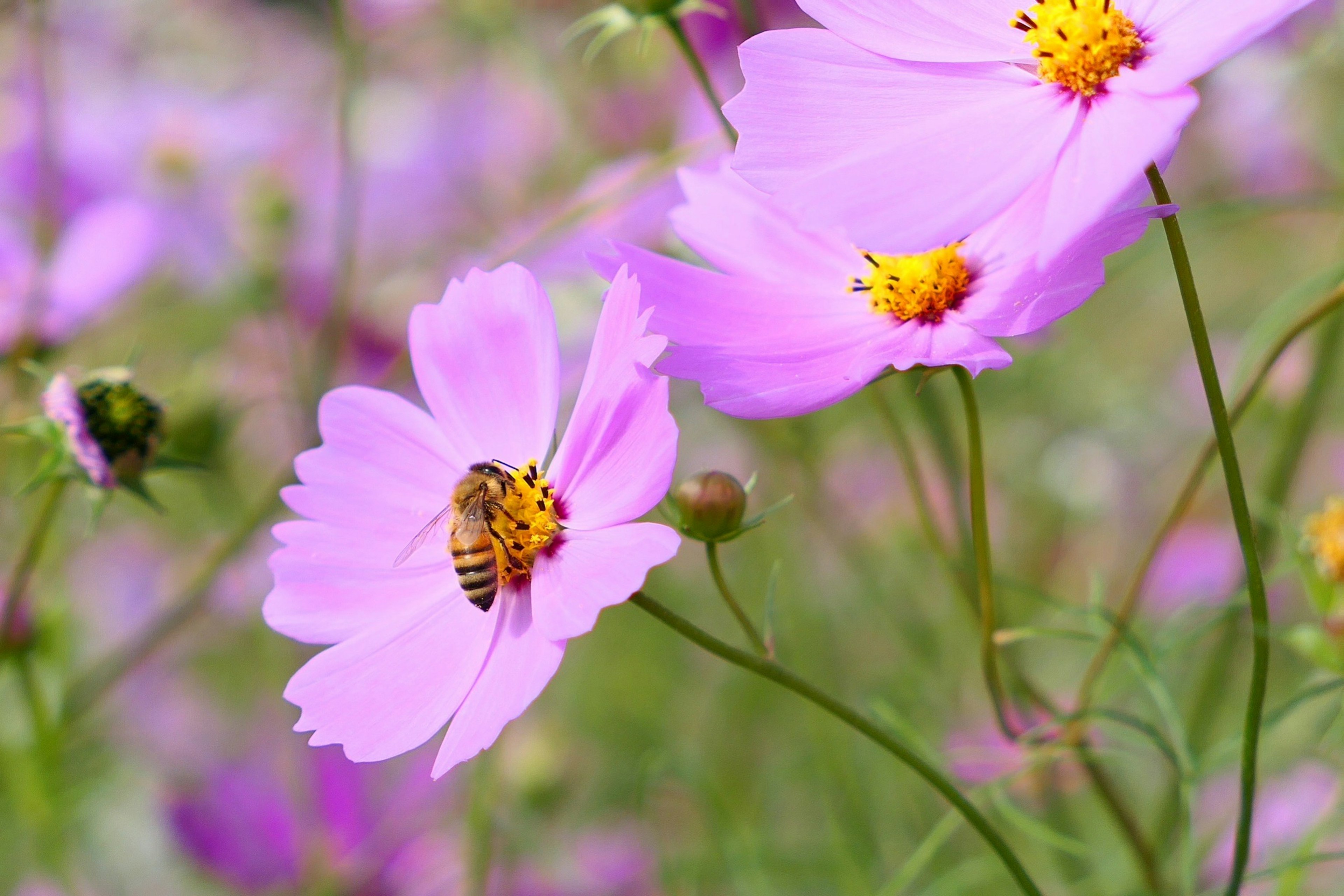 Seekor lebah mengumpulkan nektar dari bunga pink di ladang yang cerah