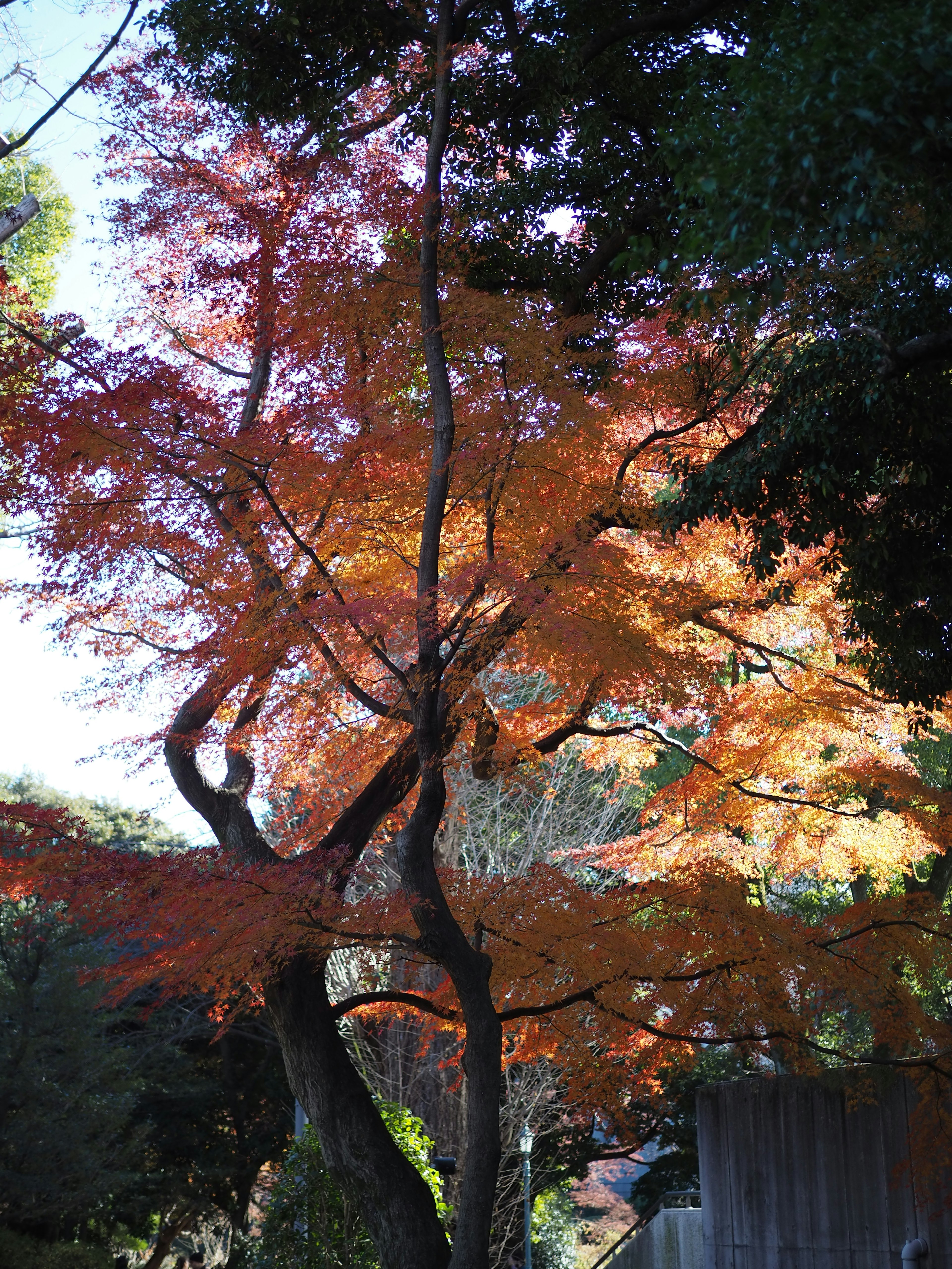 Beautiful scenery of a maple tree with autumn leaves