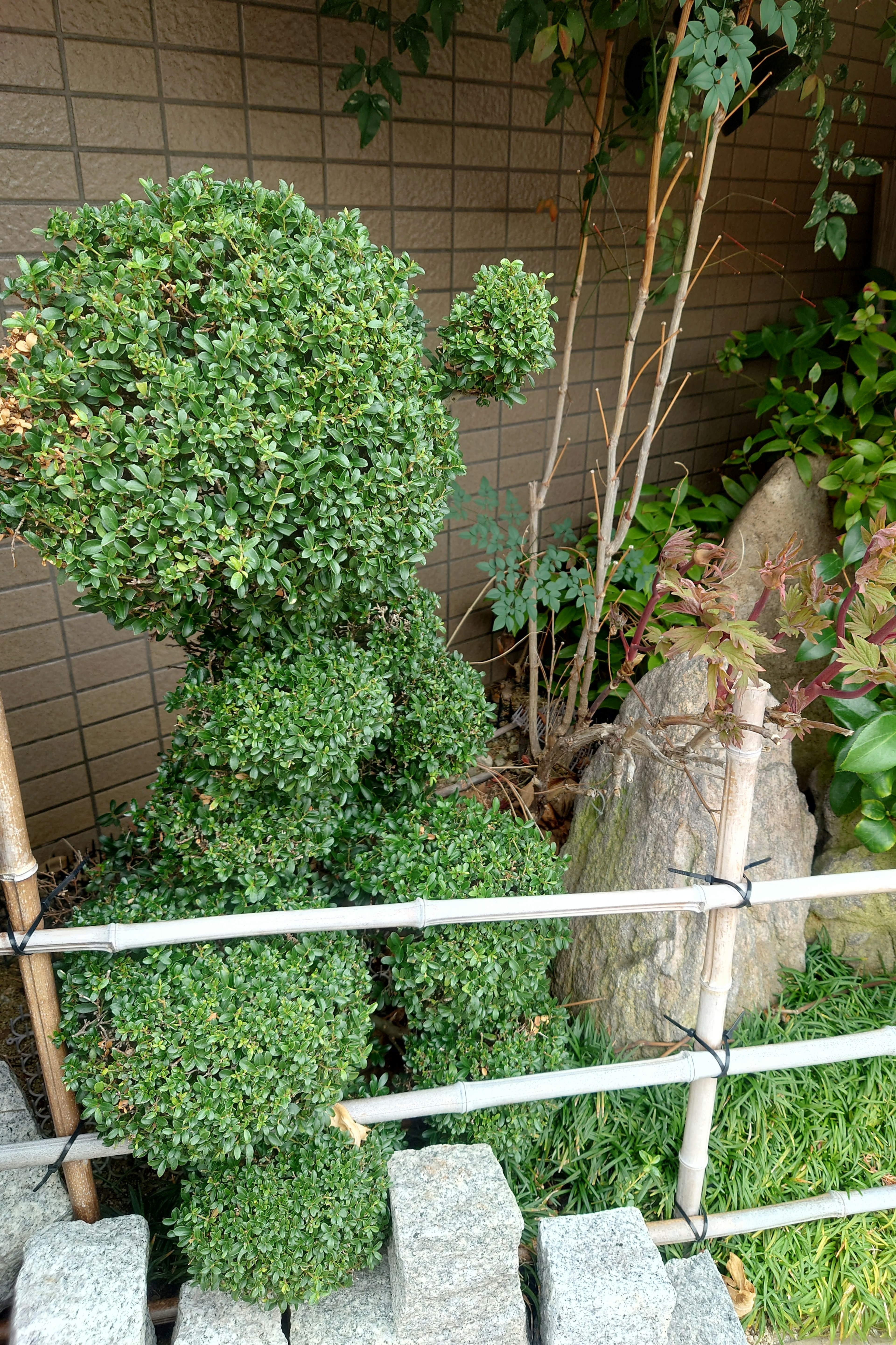 A garden scene featuring a round-shaped green topiary and a stone