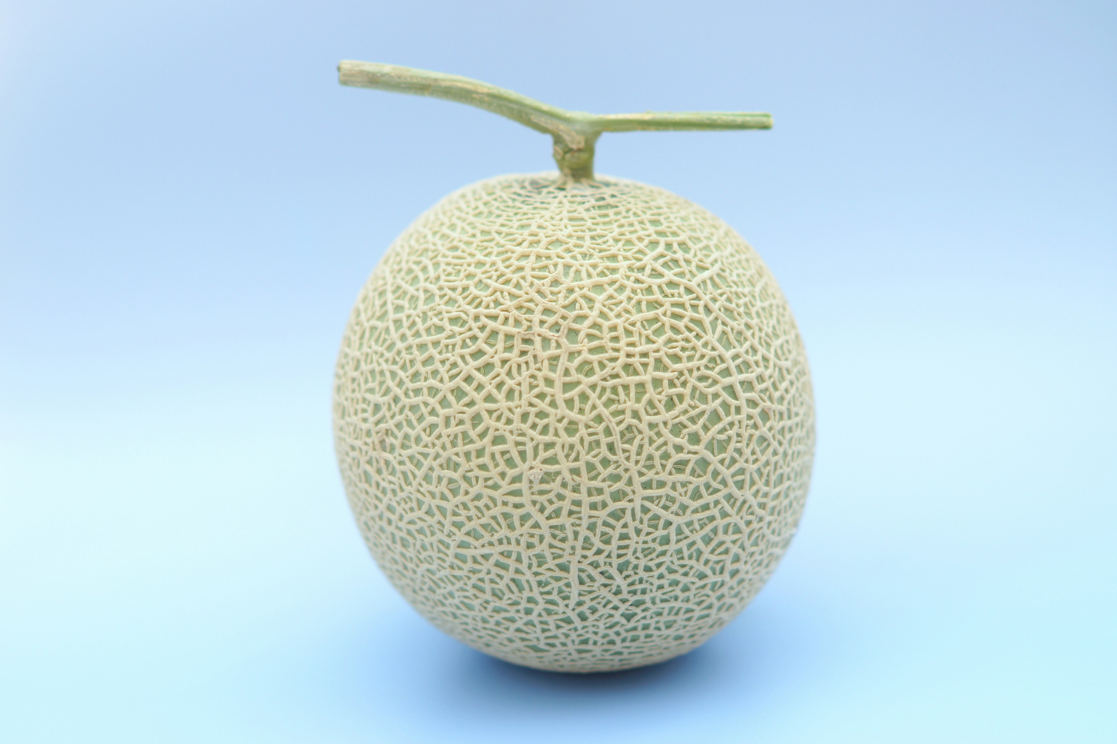 Melon fruit on a light blue background