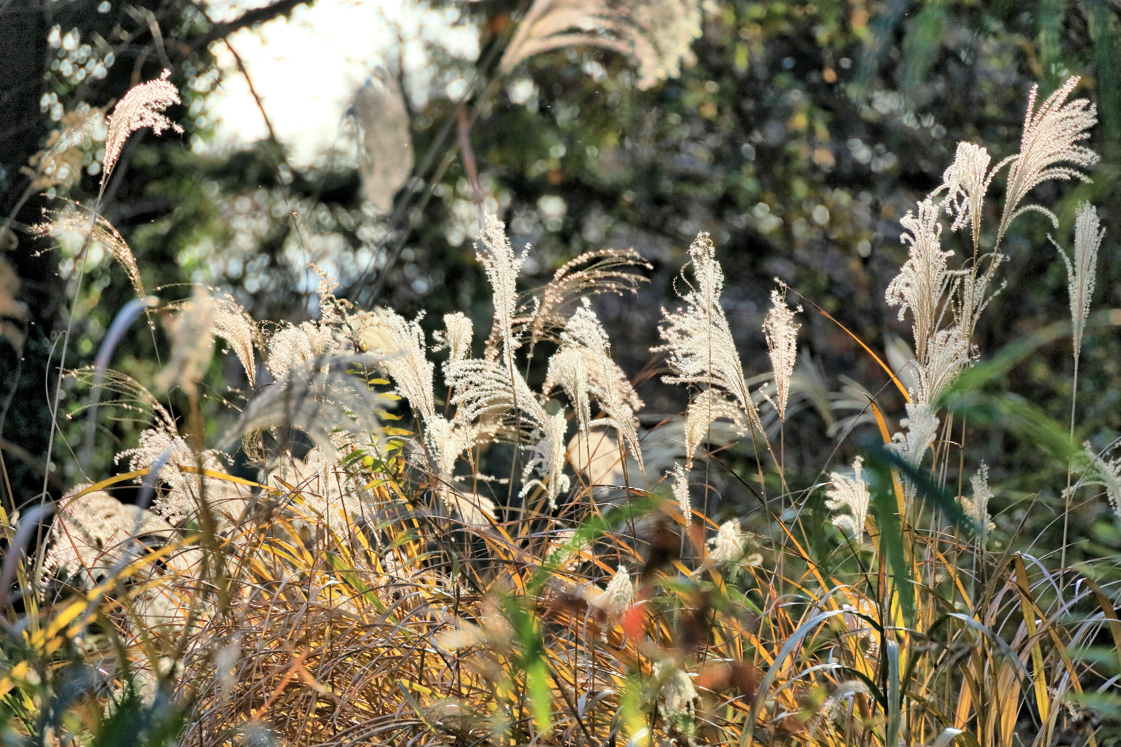 Pampas grass plumes glowing in the sunset