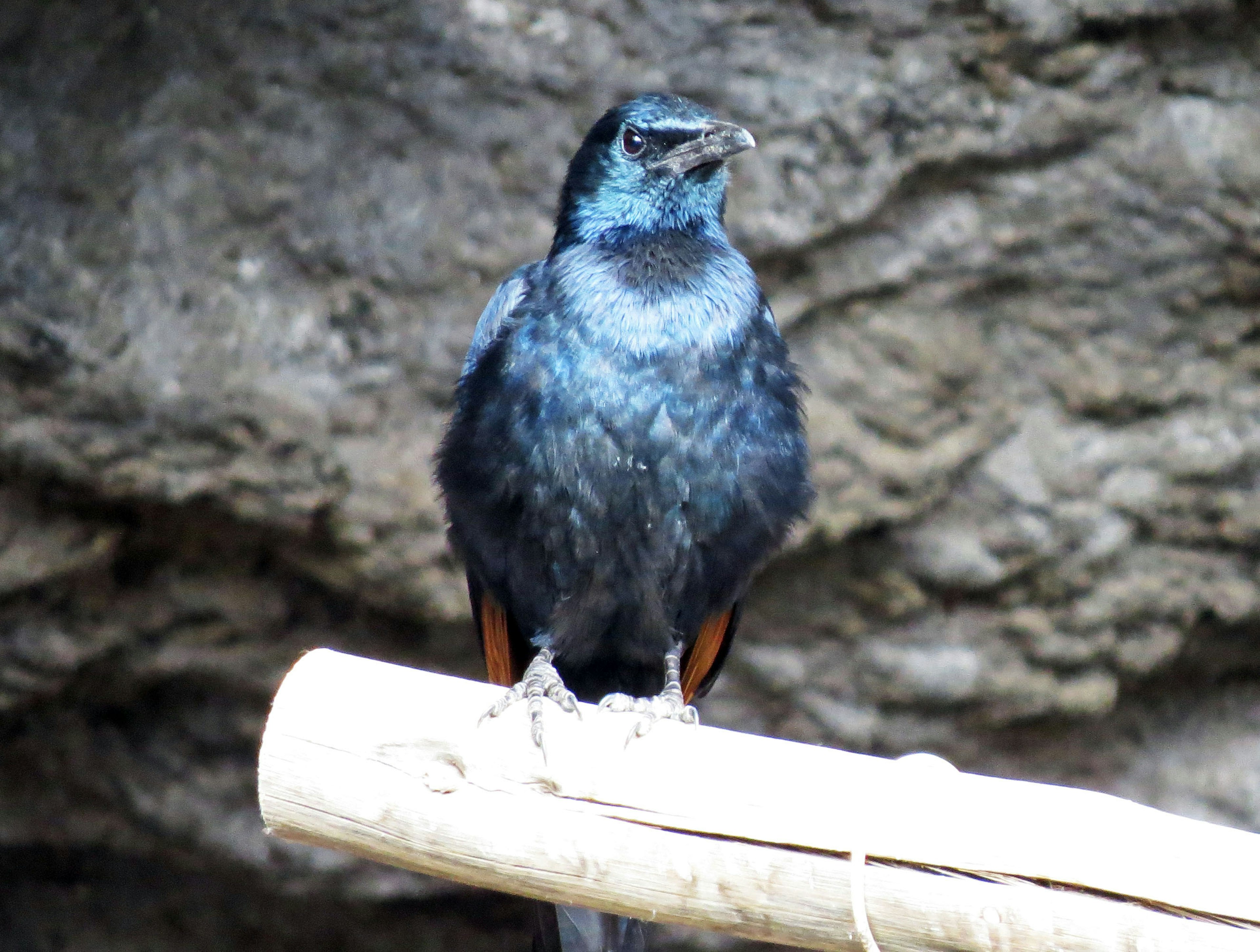 Burung dengan bulu hitam bertengger di atas cabang kayu