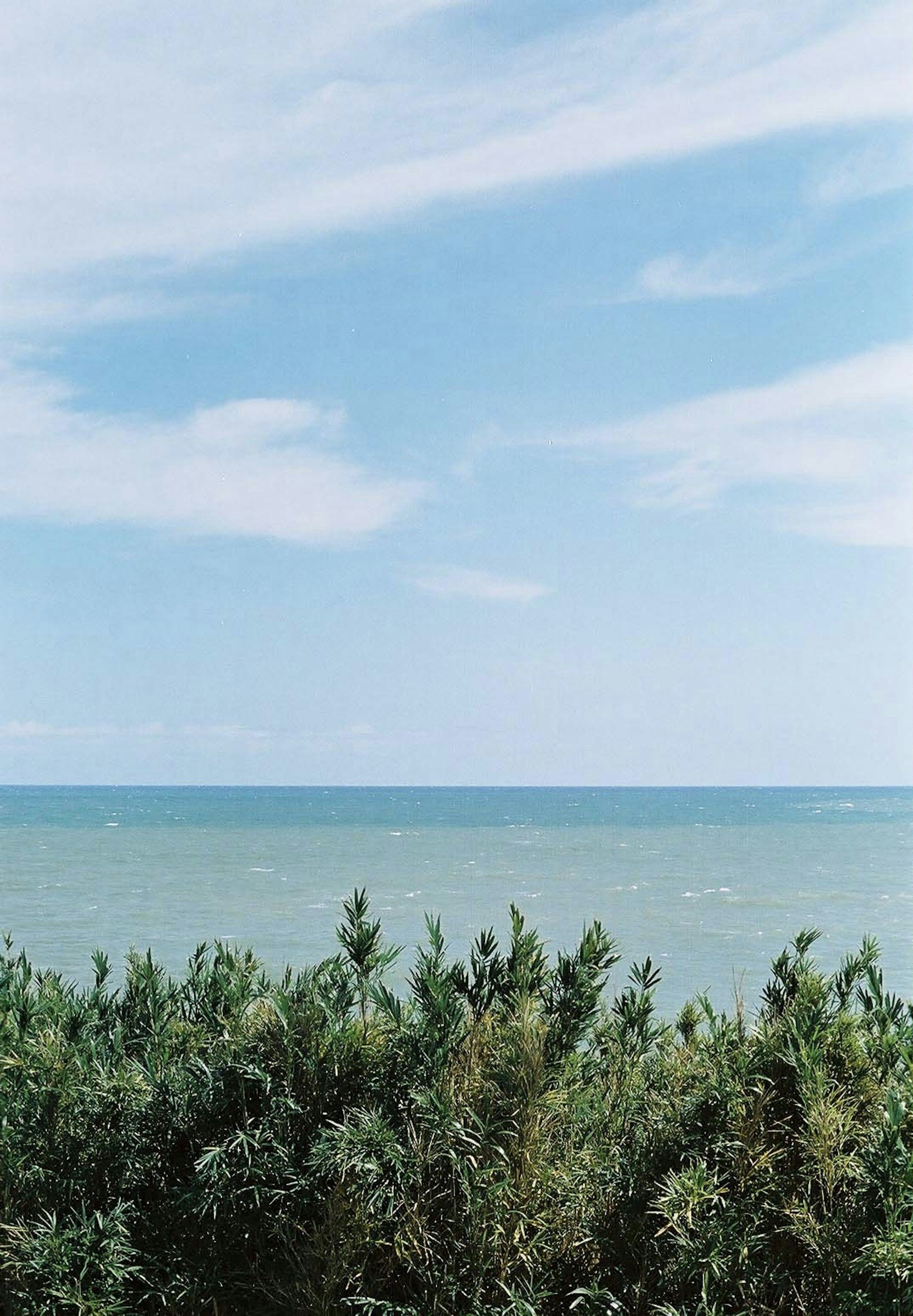 Green plants in the foreground with a blue ocean and sky in the background