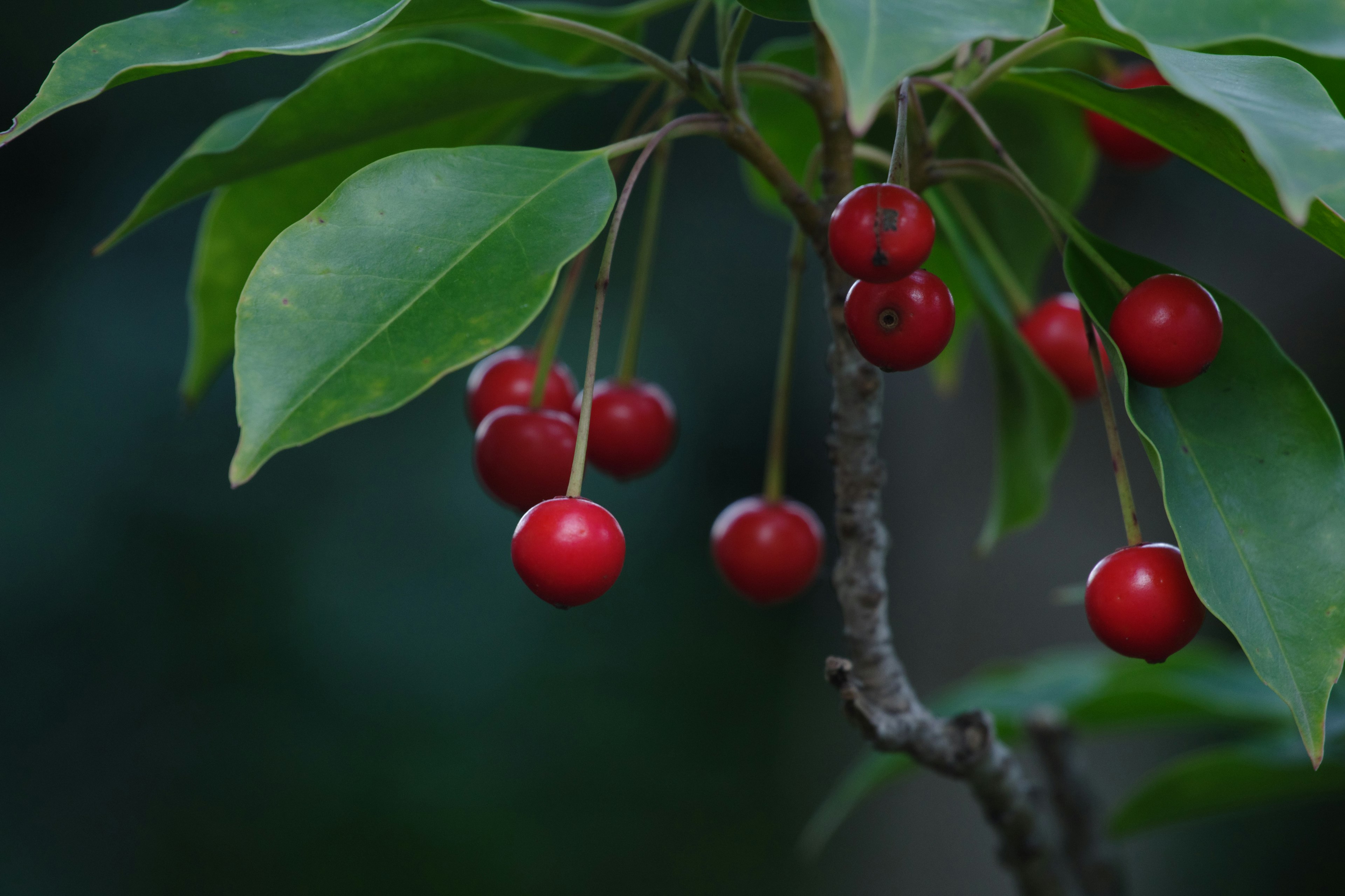 Zweig mit roten Beeren und grünen Blättern