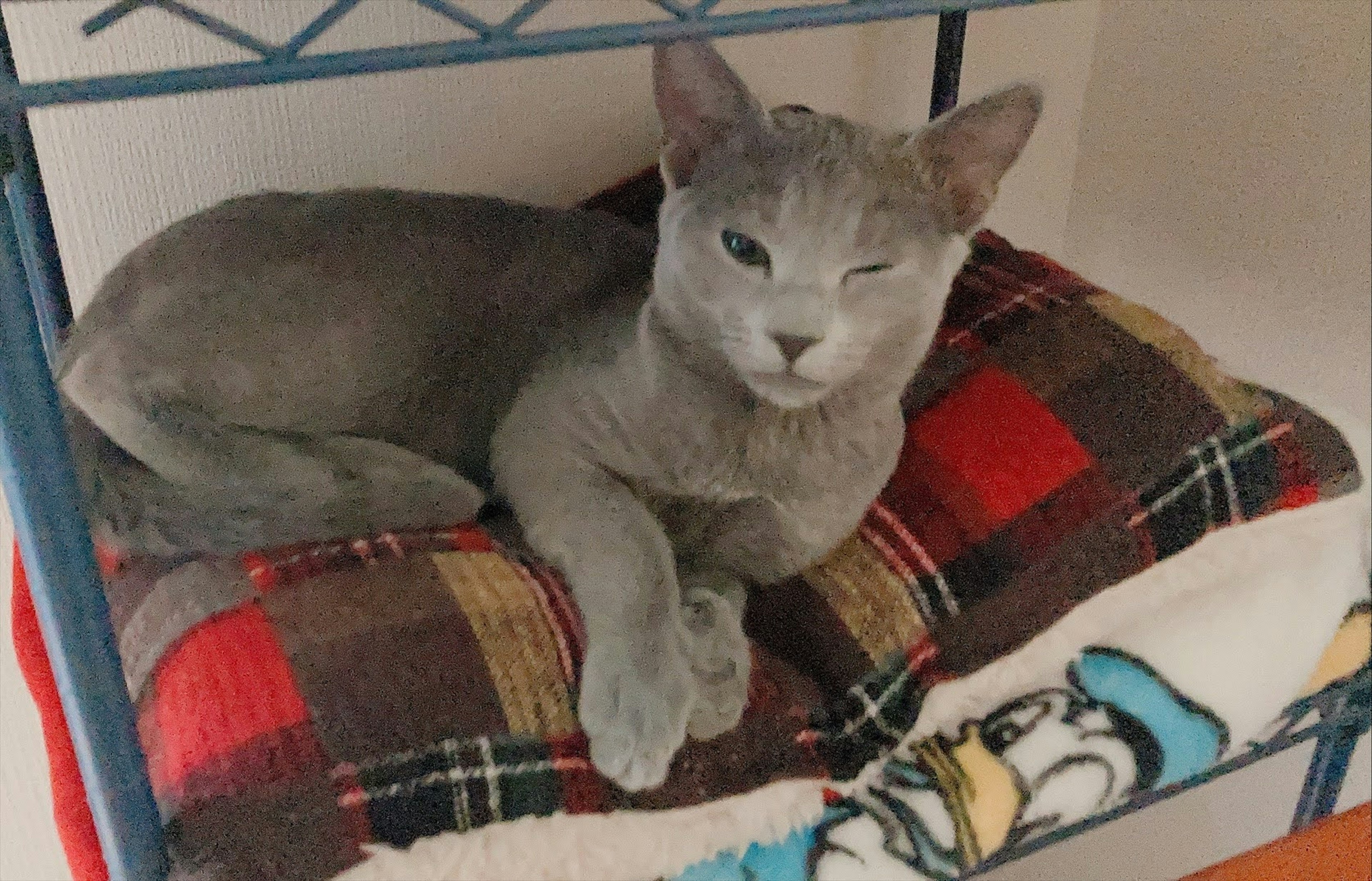 Chat gris se prélassant sur une étagère avec une couverture douillette