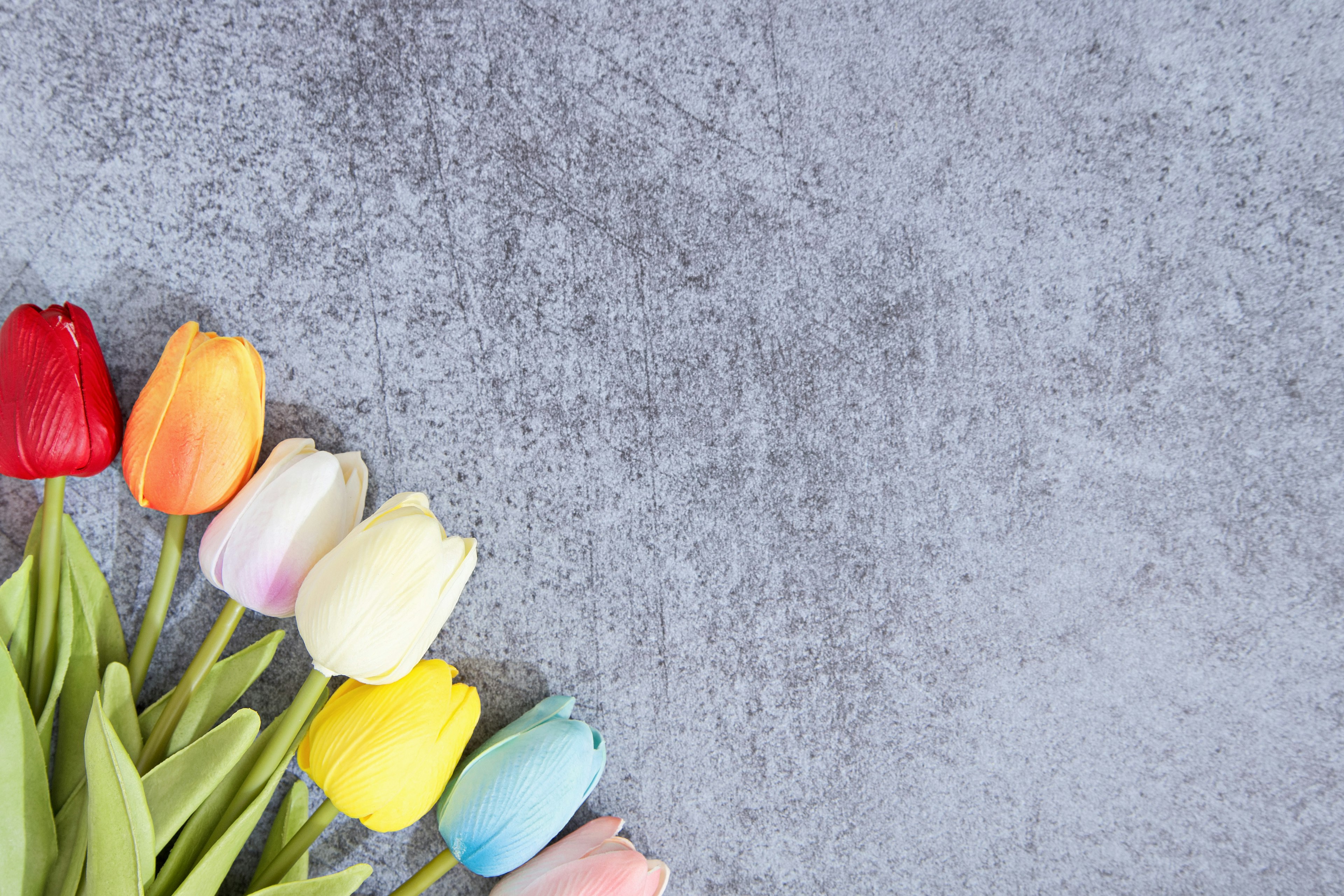 Colorful tulips arranged on a gray background