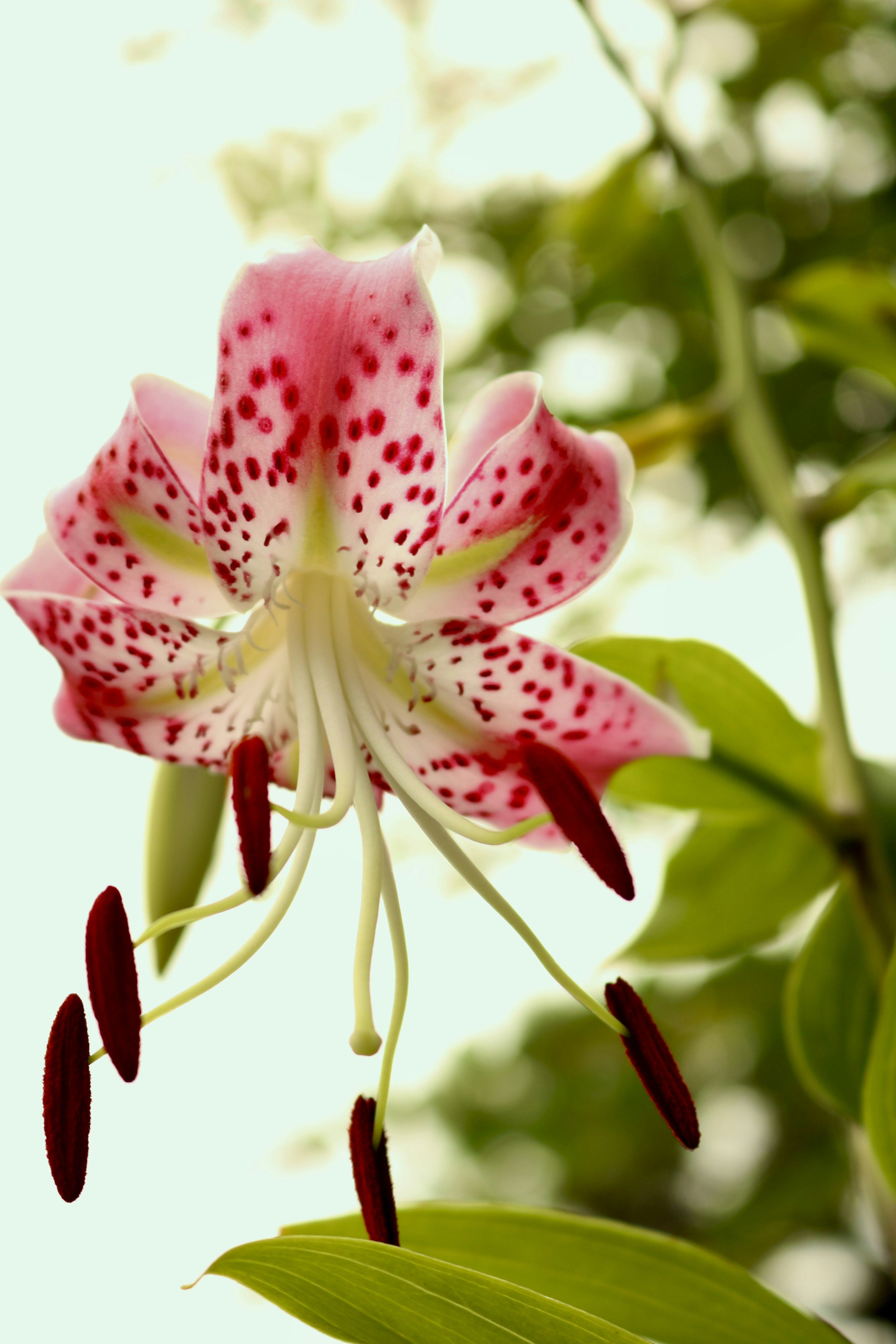 美しいピンクの斑点がある花が緑の葉の間から咲いている